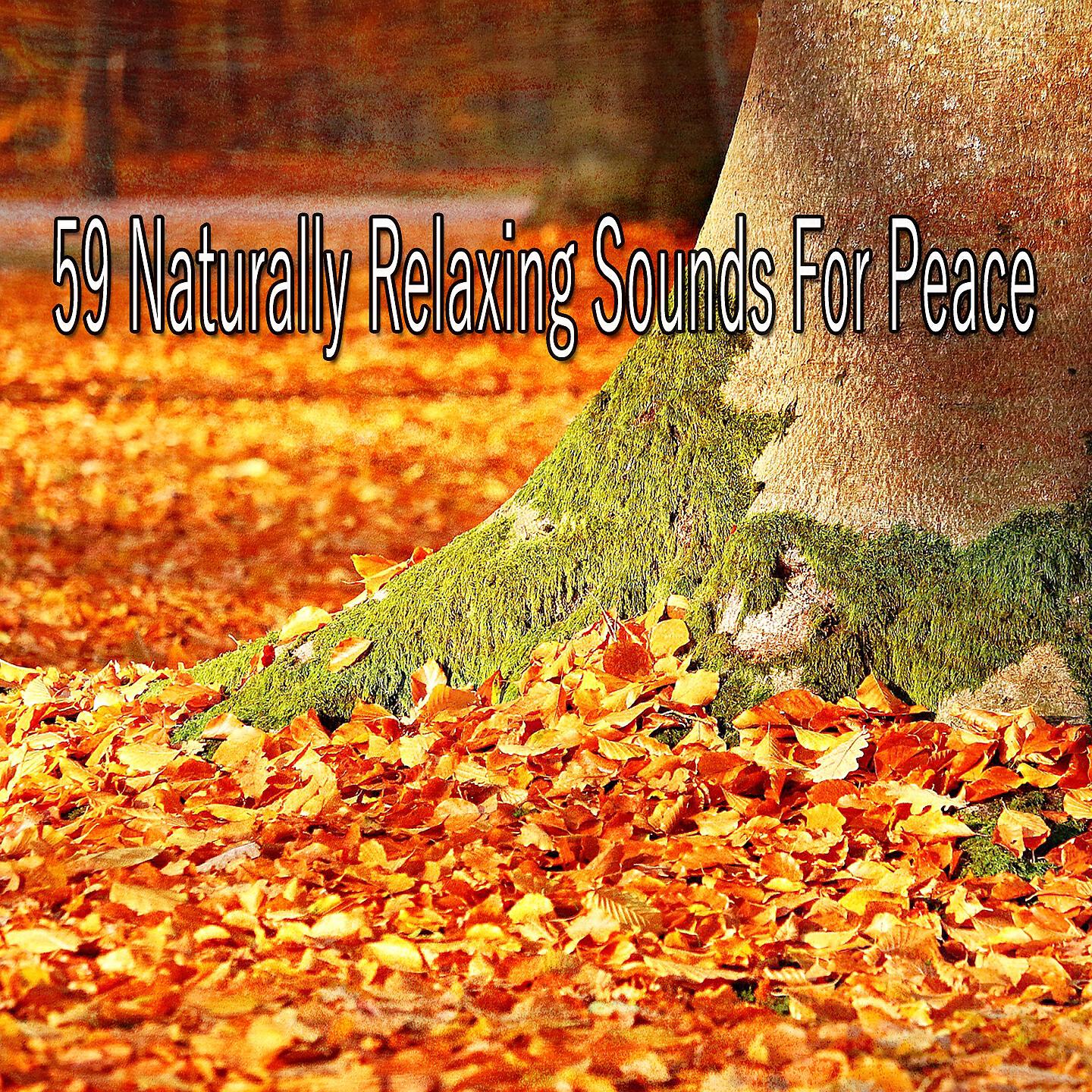 Classical Study Music - Nourishing Yoga Impulse