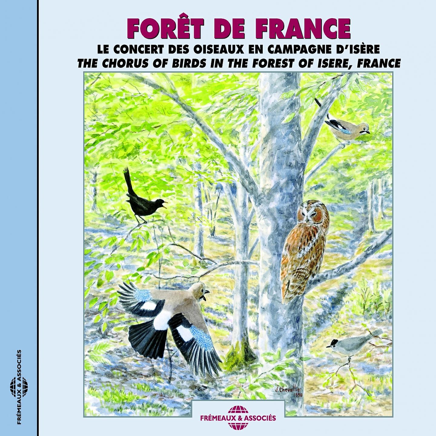 Sons De La Nature - Pigeon ramier (Woodpigeon)