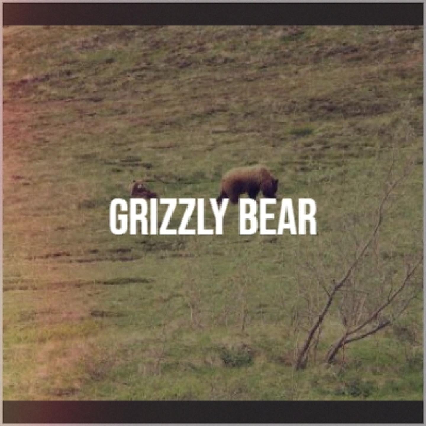 Постер альбома Grizzly Bear