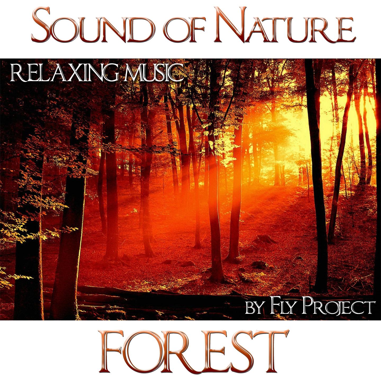 Постер альбома Sound of Nature: Forest