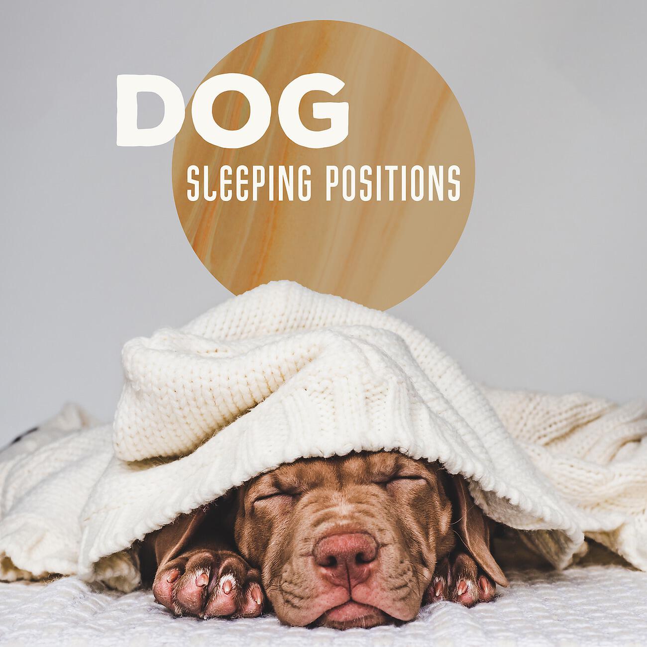 Deep Relaxation Exercises Academy - Calm Music for Dog and Cat Sleep