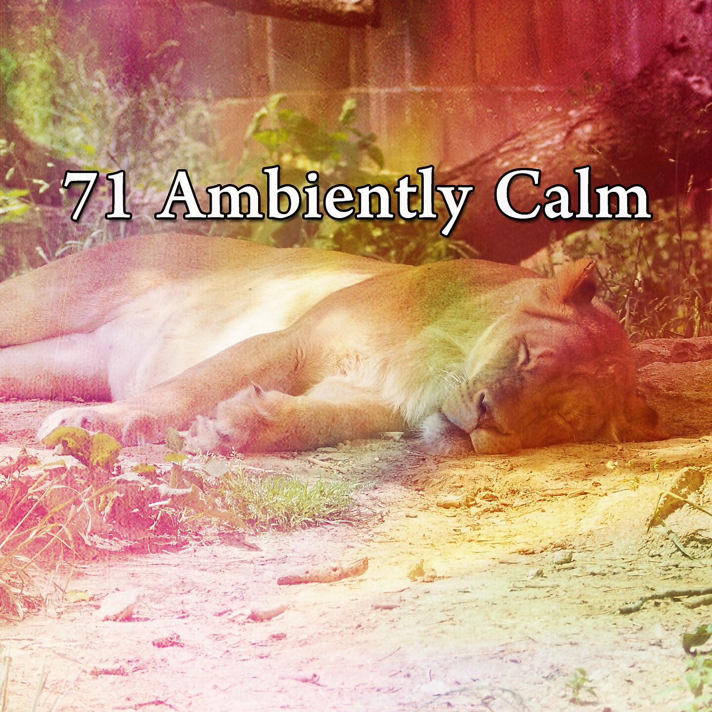 Nature Sounds Nature Music - Highlighting the Sleep
