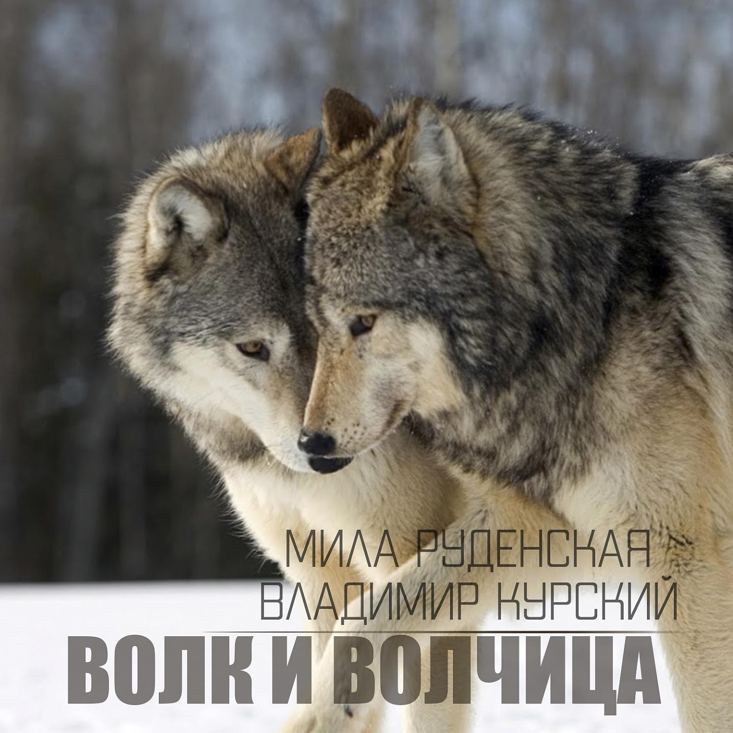 Постер альбома Волк и волчица