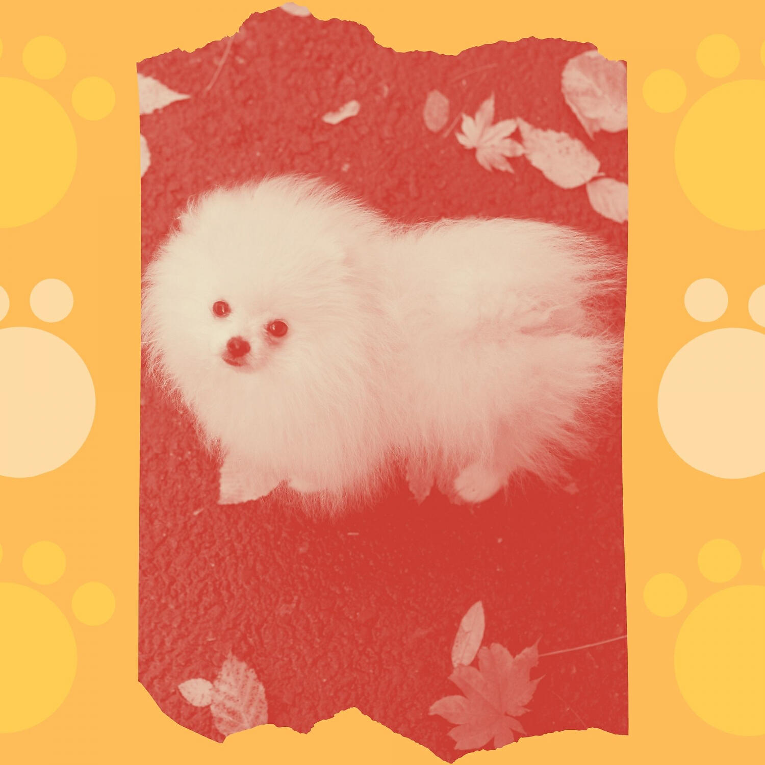 Doggy Music Ambience - Deluxe Backdrops for Calming Your Dog