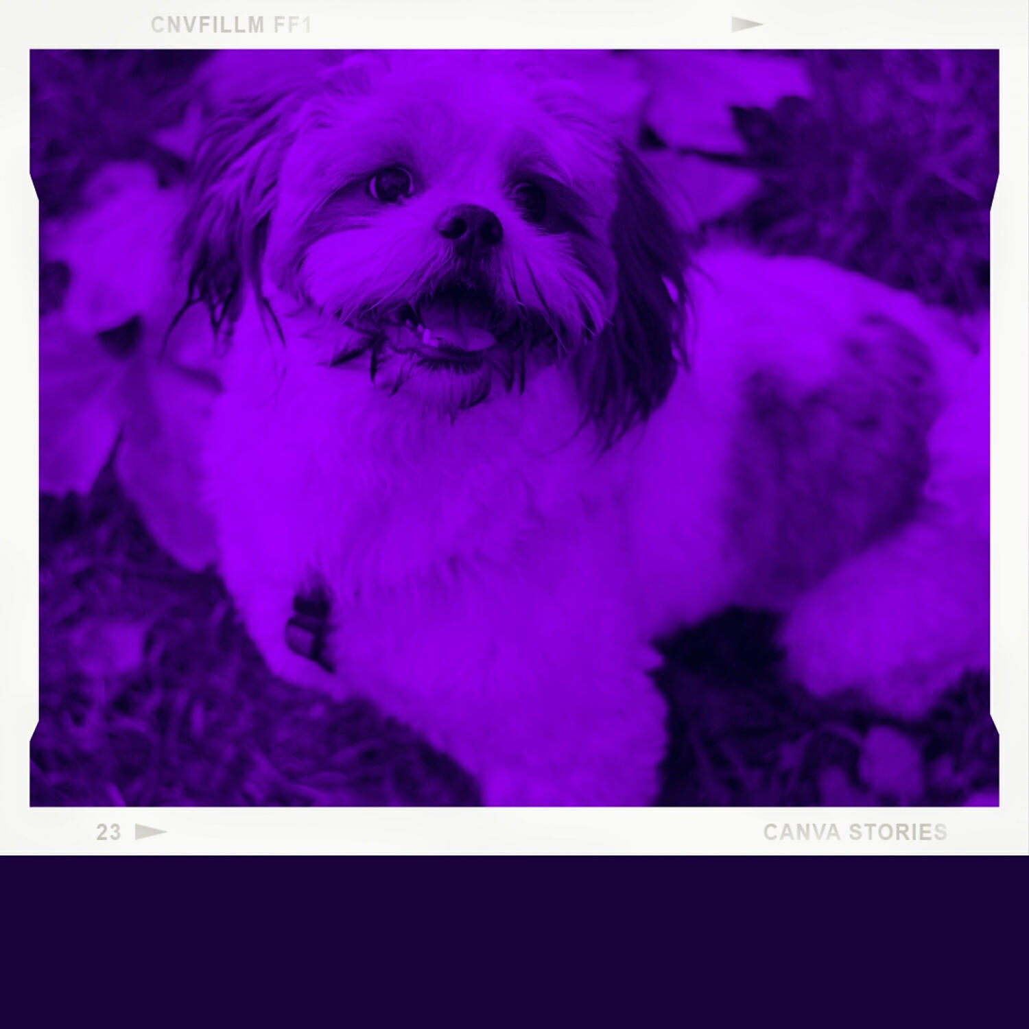Dog Chill Out Music - Distinguished Ambience for Sleeping Dogs
