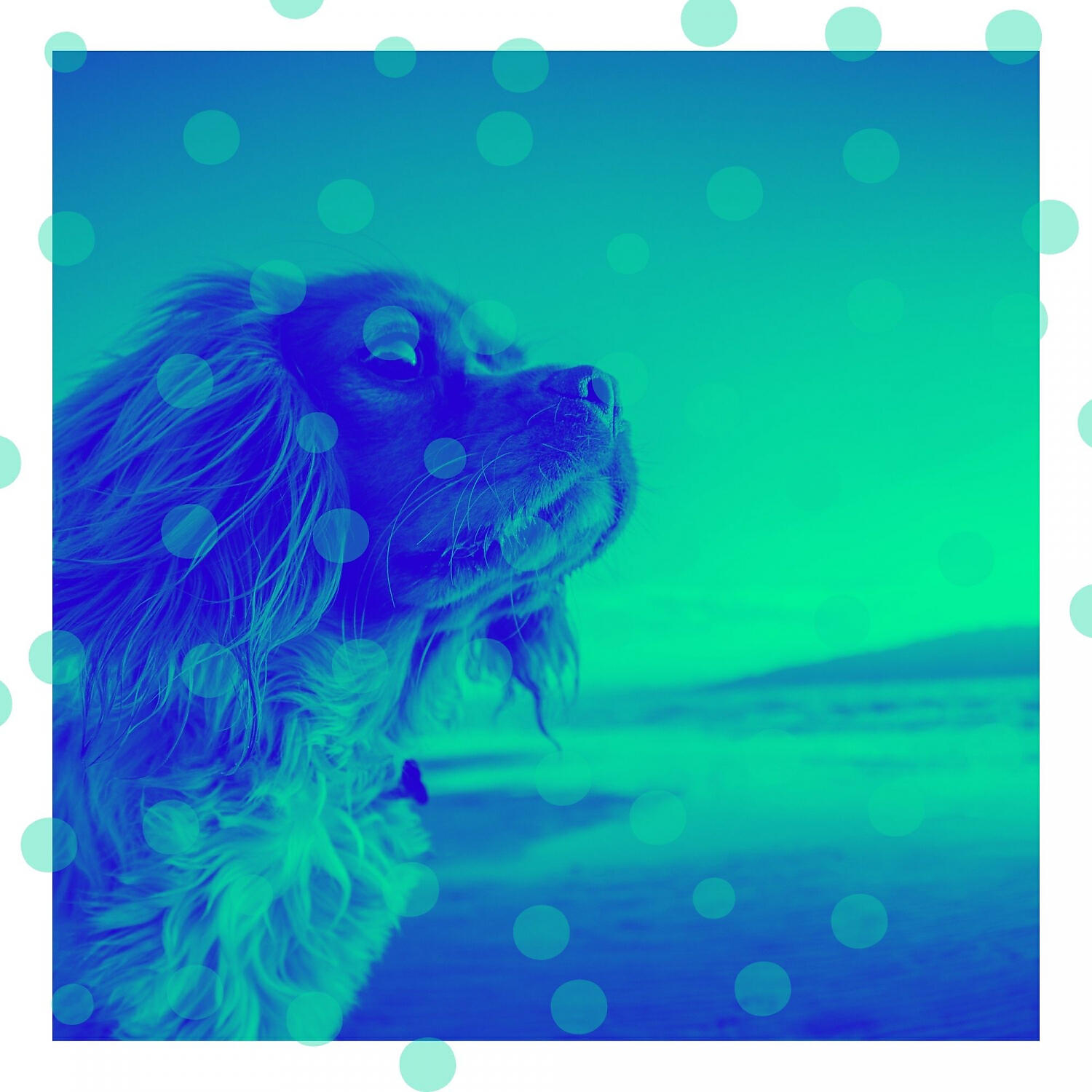 Relax My Dog Music - Glorious Bossa Nova - Vibe for Doggy Stress