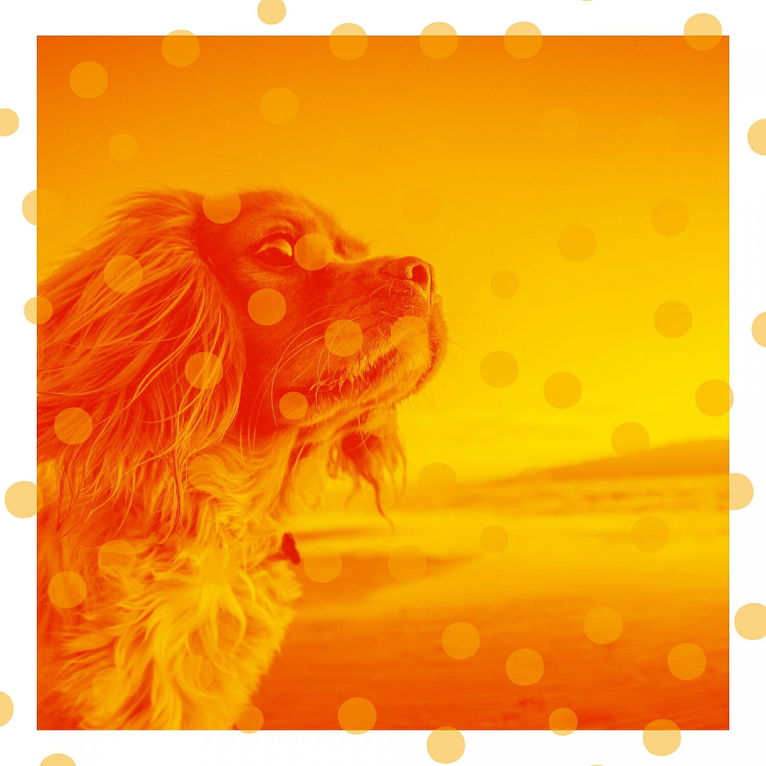 Relaxing Dog Music Deluxe - Cultivated Ambience for Calming Your Dog
