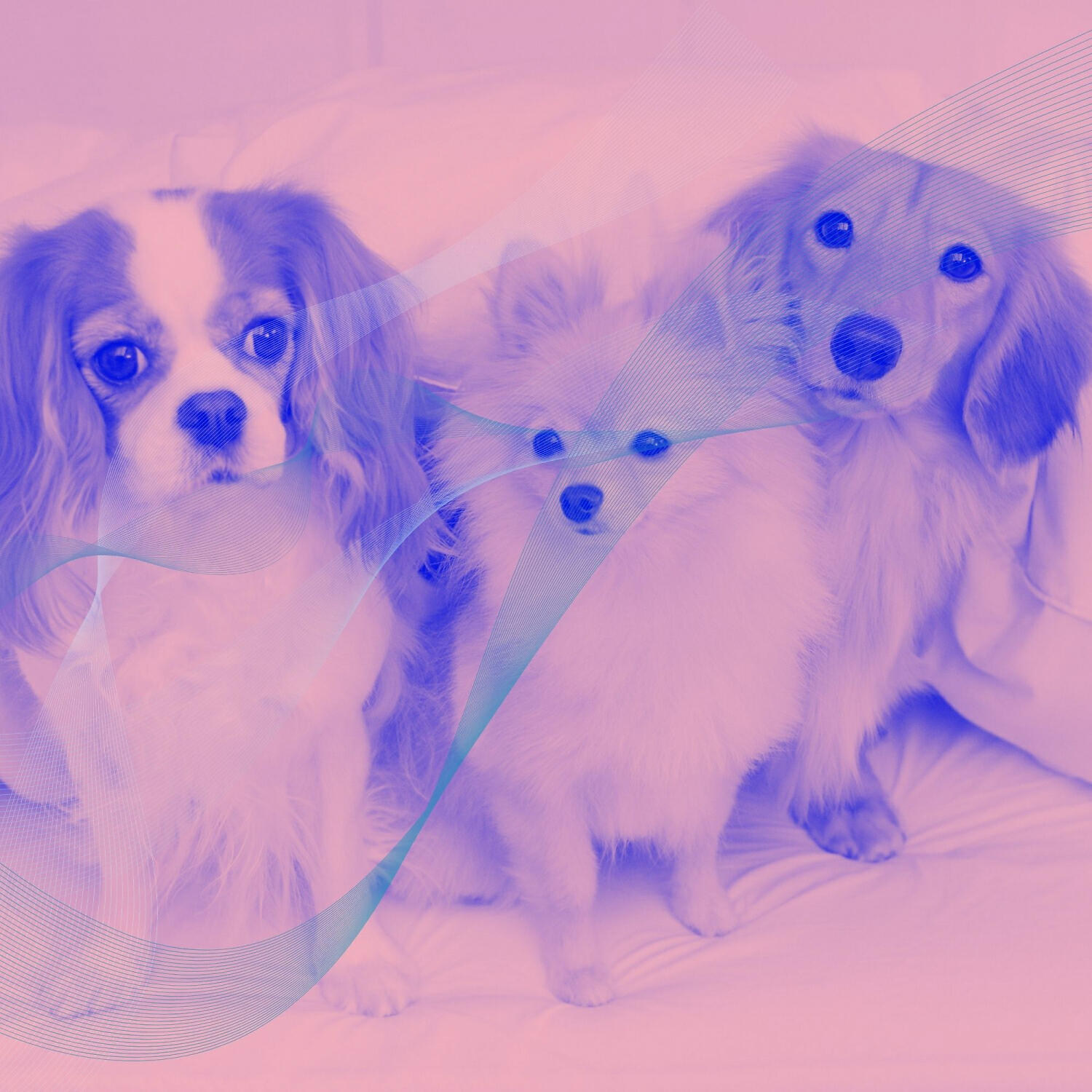 Relaxing Dog Music Seduction - Carefree Music for Dog Training