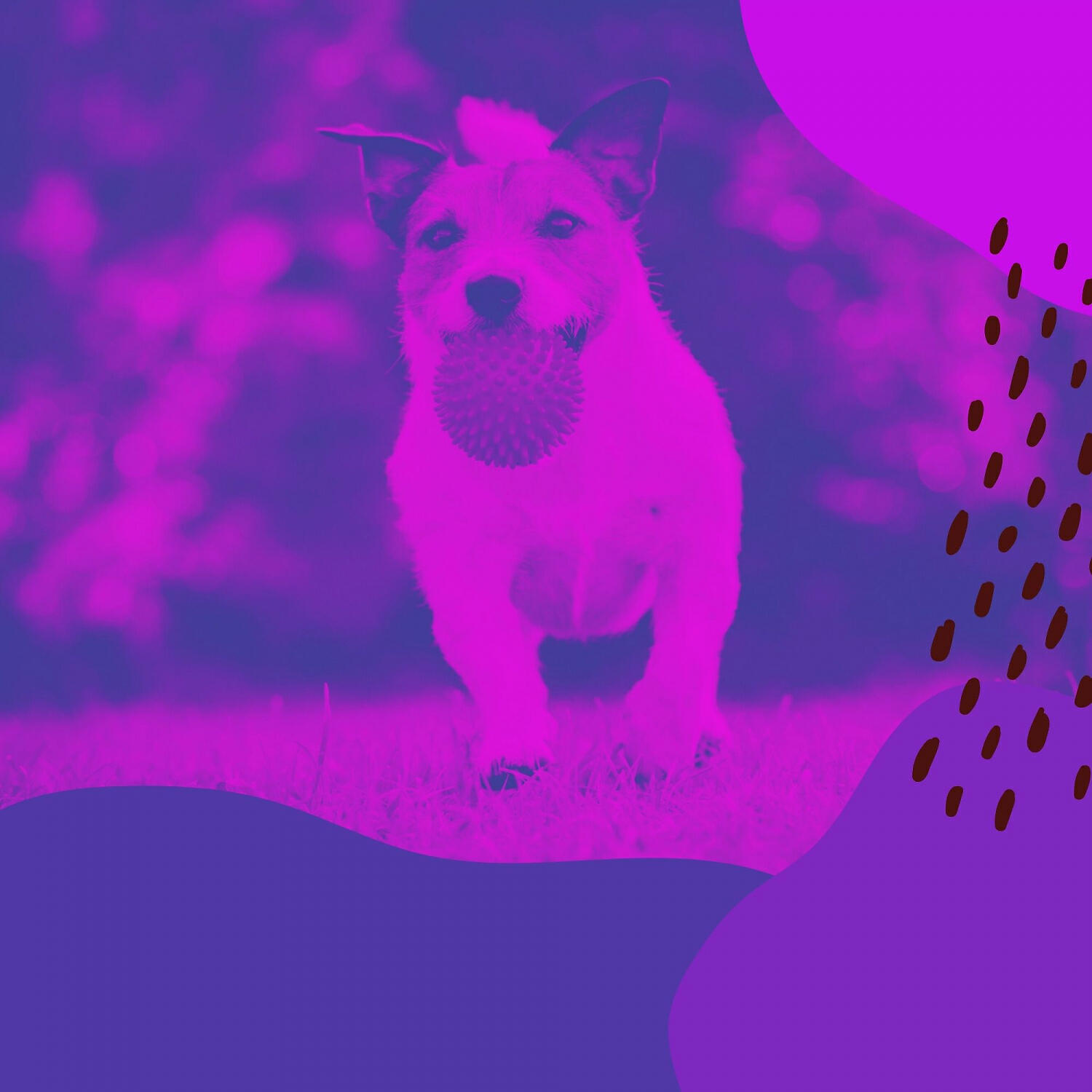 Relaxing Dog Music Prime - Serene Music for Echos