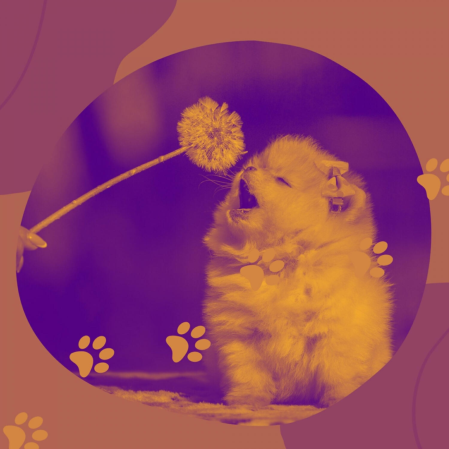 Dog Music Zone - Amazing Music for Dog Walking