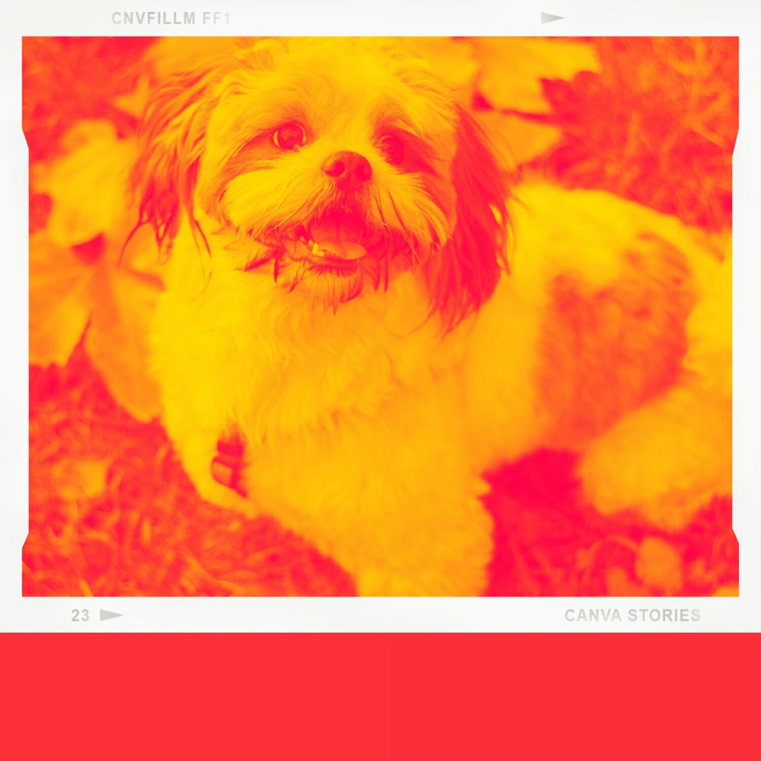 Bright Doggy Music - Amazing Bossa Nova - Vibe for Calming Puppies