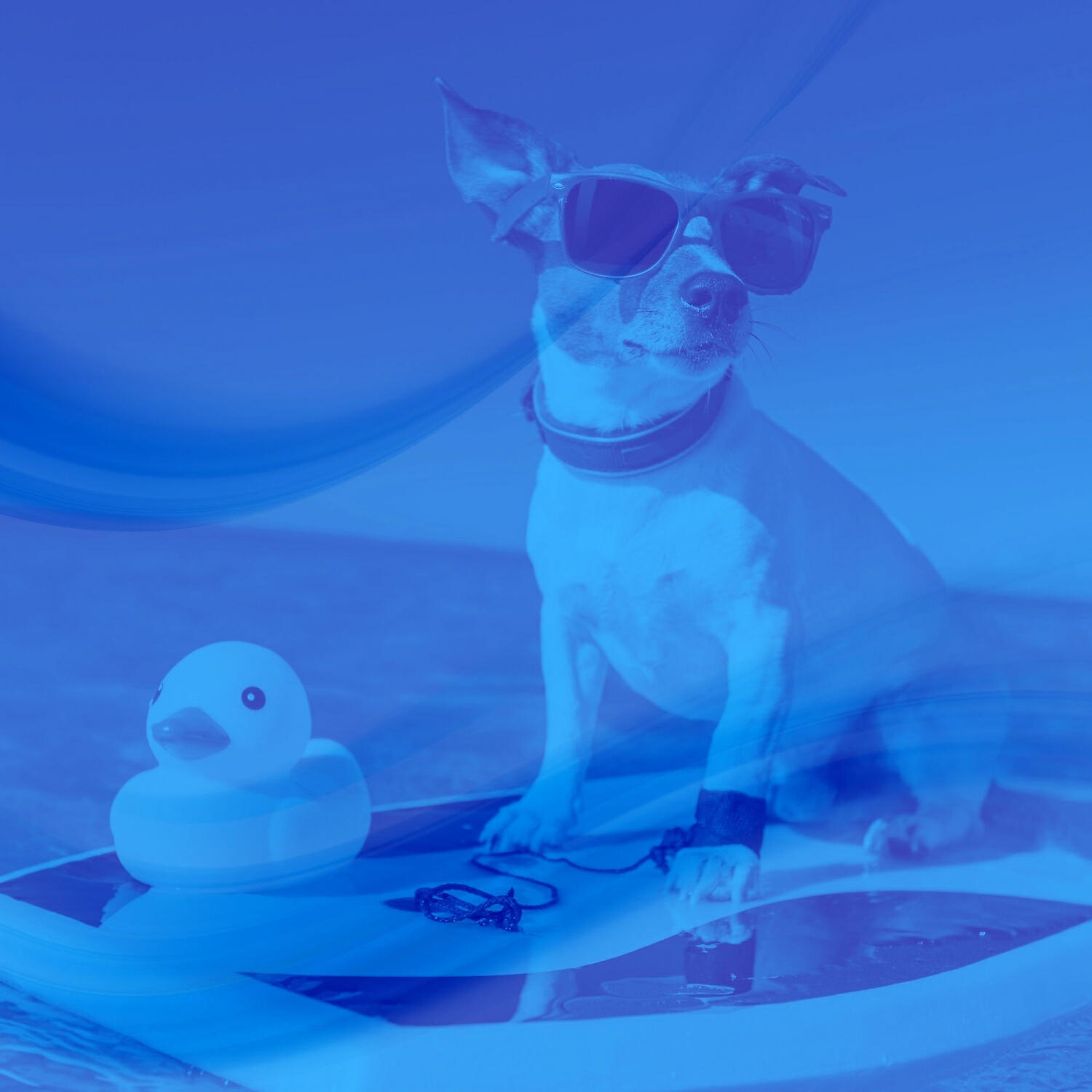 Relaxing Dog Music Seduction - Smart Ambience for Doggy Naptime