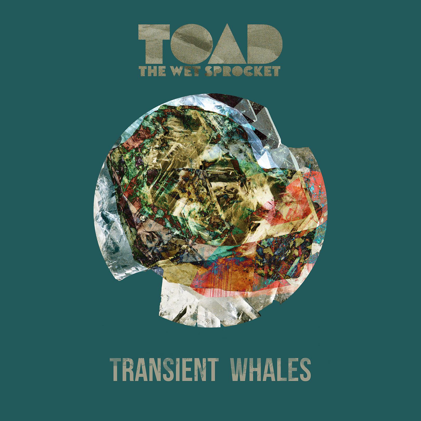 Постер альбома Transient Whales