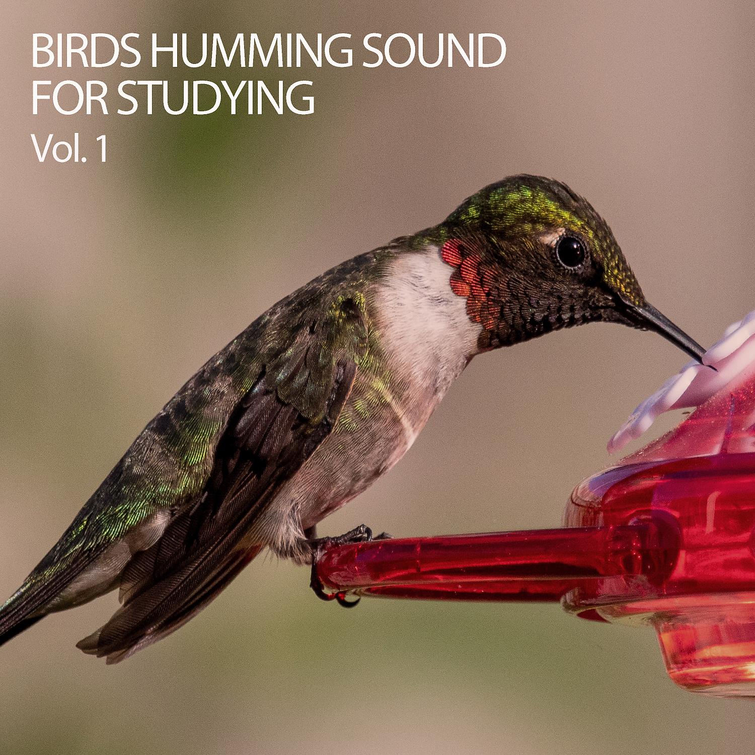 Постер альбома Birds Humming Sound For Studying Vol. 1
