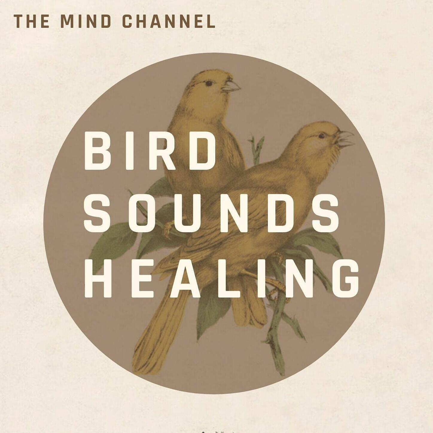 Постер альбома Bird Sounds Healing