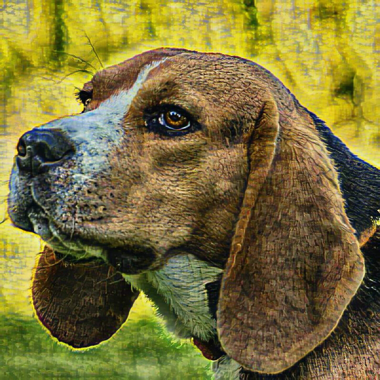 Dog Music by Breed - Relaxing Dog Music - Saluki
