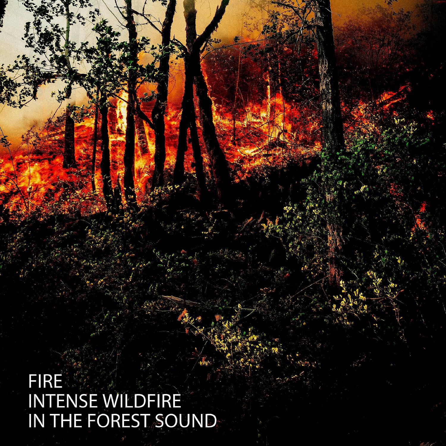 Постер альбома Fire: Intense Wildfire In The Forest Sound