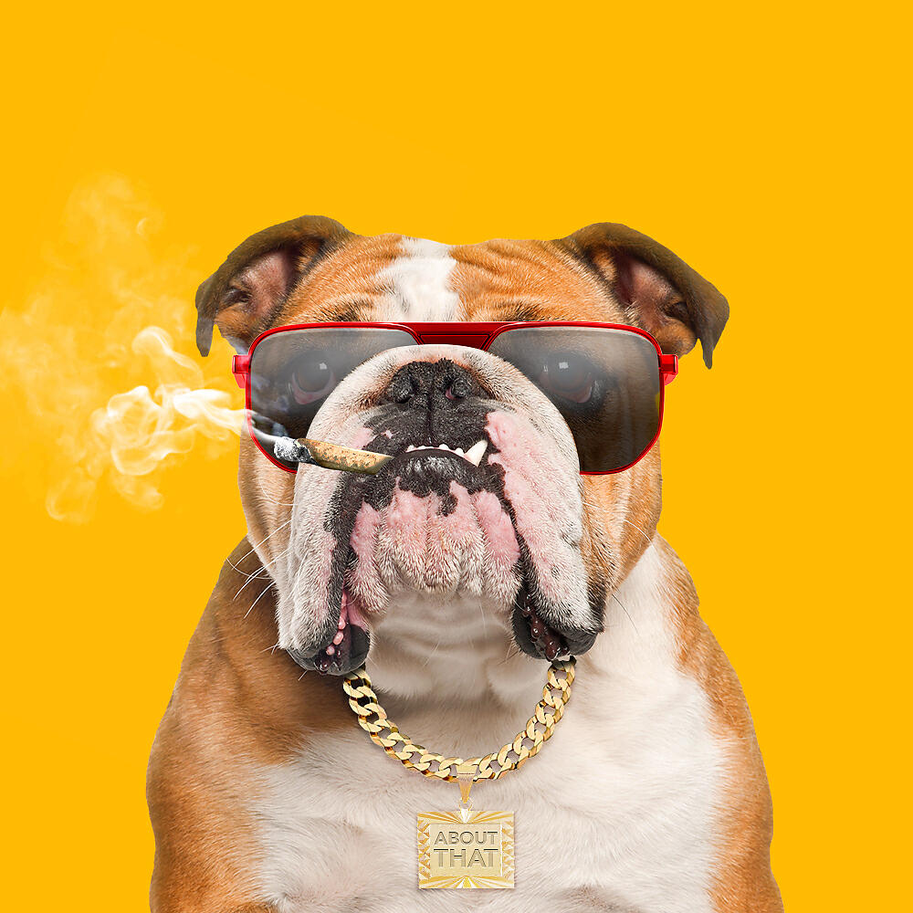 Who let the dogs out. Ху леди дог аут. About that feat. Evalina - who Let the Dogs out. Who likes the Dogs Remix. About that & Evalina - who Let the Dogs out картинка.