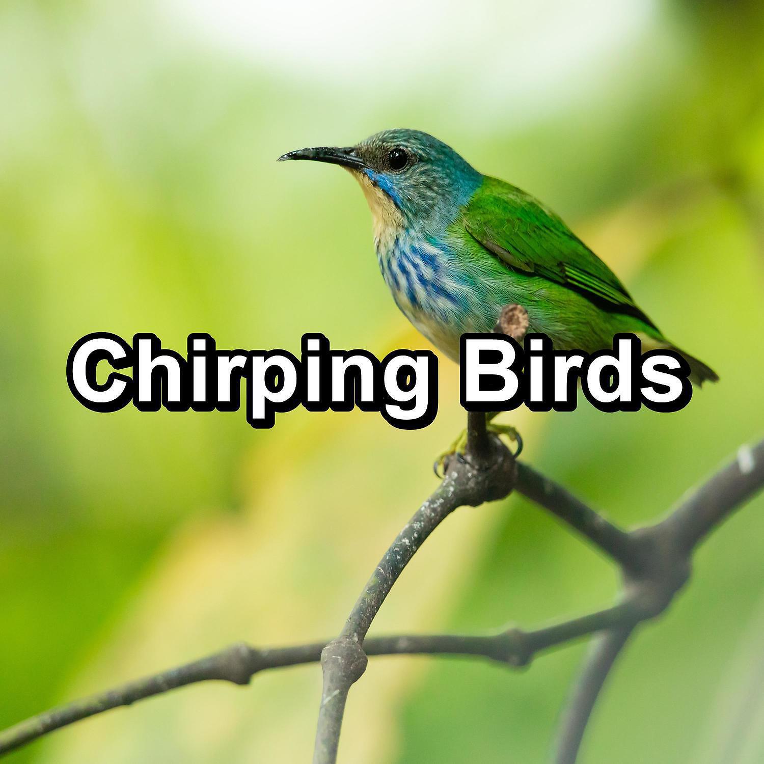Sleep - ASMR Bird Sounds For Deep Sleep Loop your Whole Sleep