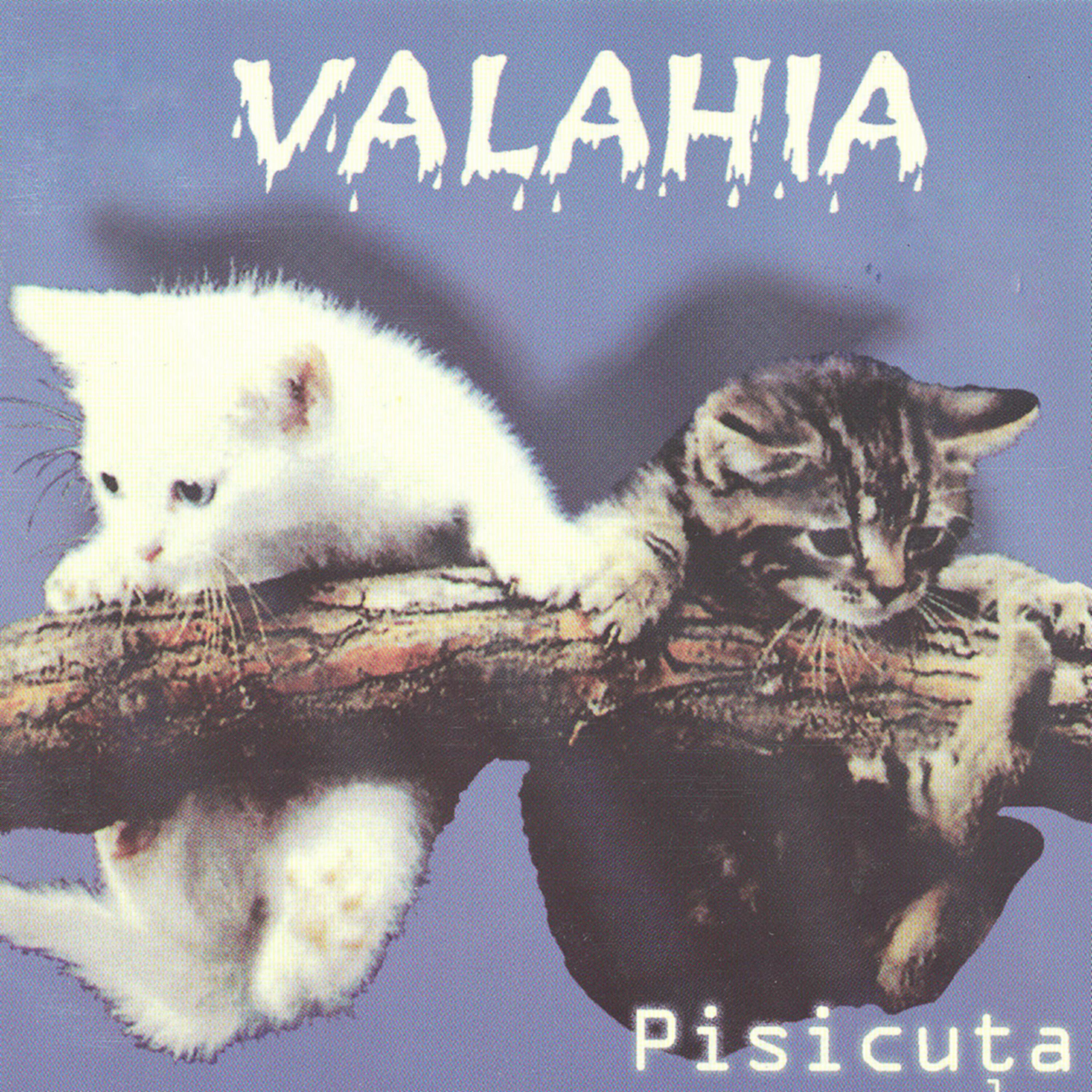 Valahia - Catelus cu parul cret