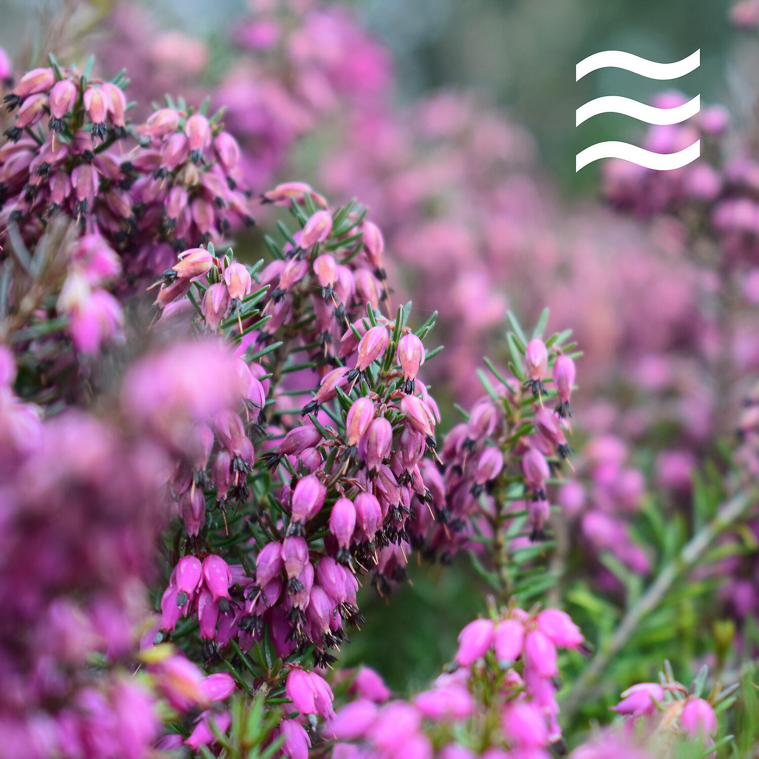 Bialy szum do uspokojenia mysli - Spokoj lagodnego snu