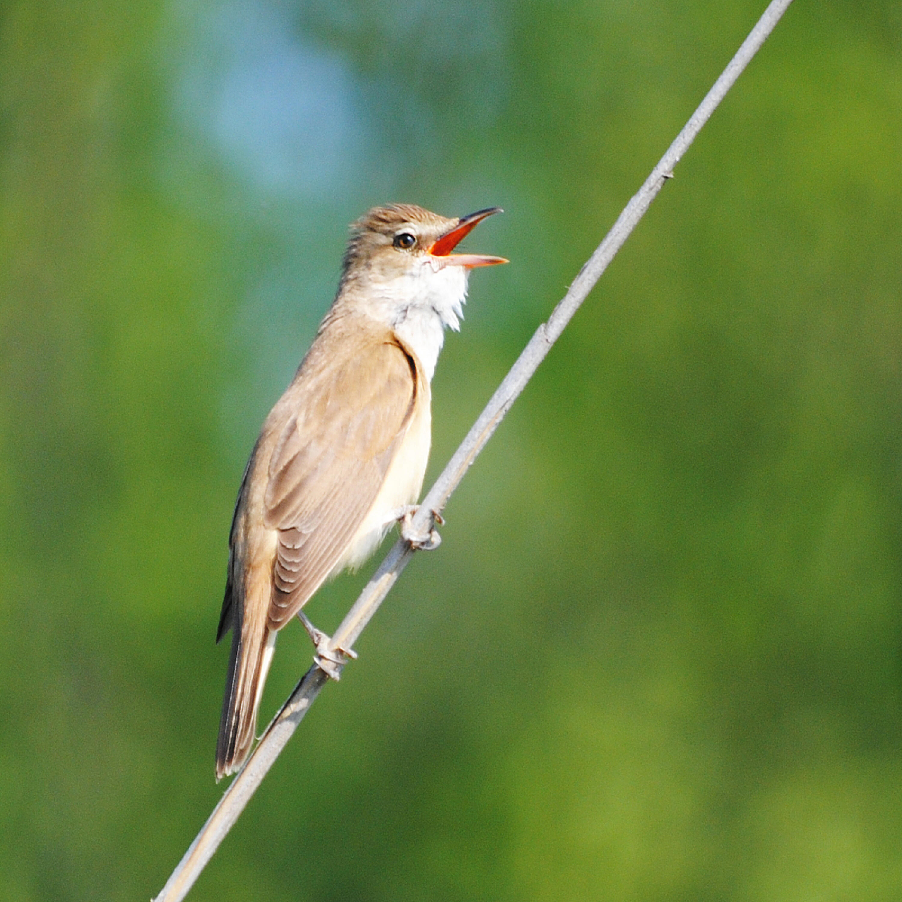 Polskie Ptaki - Nature sounds - Reed Warbler, fire-bellied toads