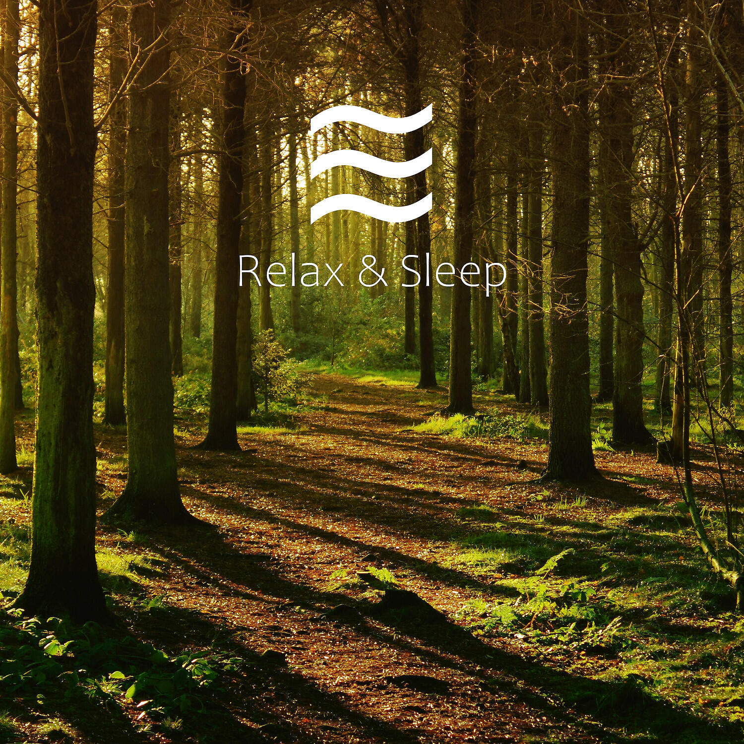 Calmful Soft Forest Noises with Birds - Rest and Deep Chillout Forest Noises