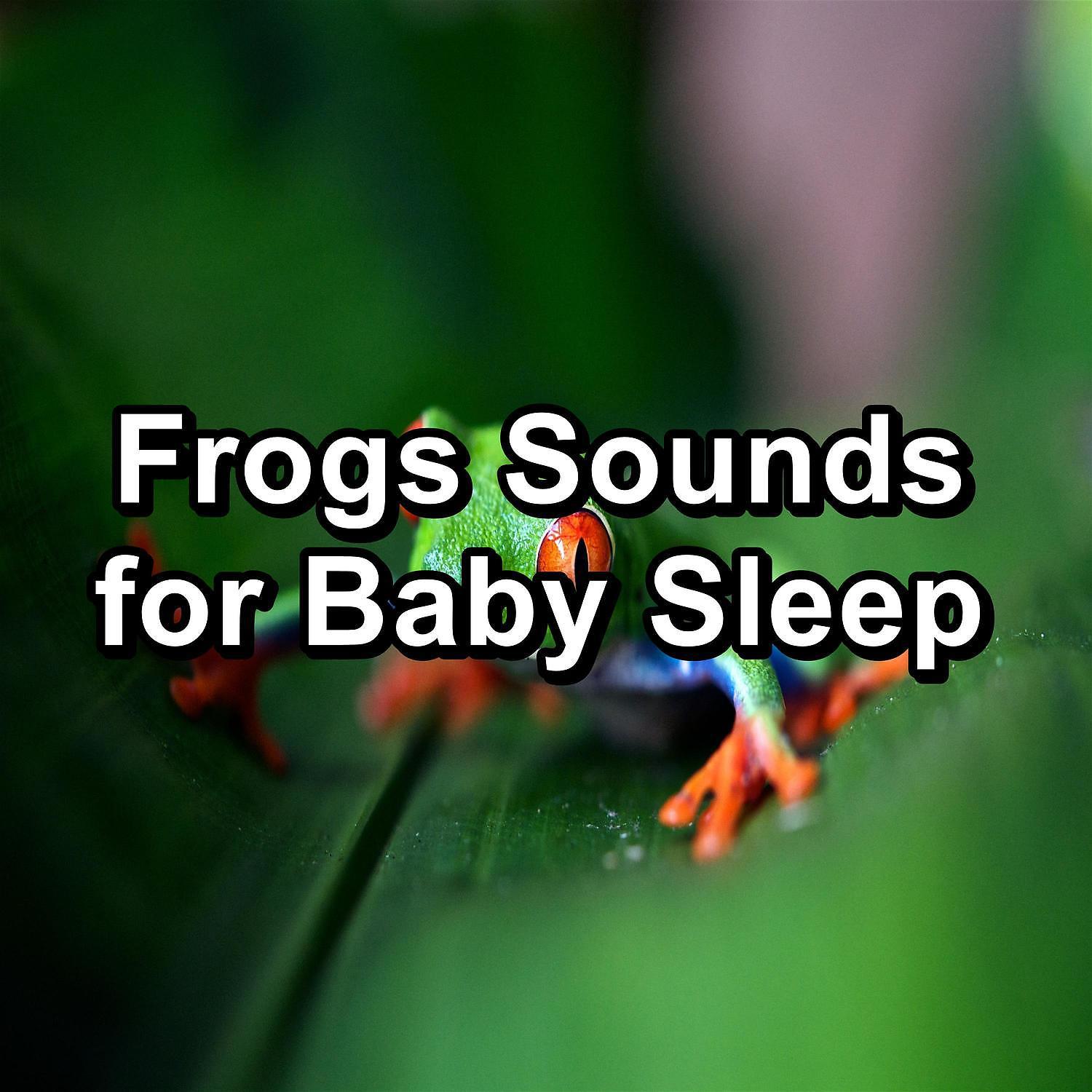 Постер альбома Frogs Sounds for Baby Sleep