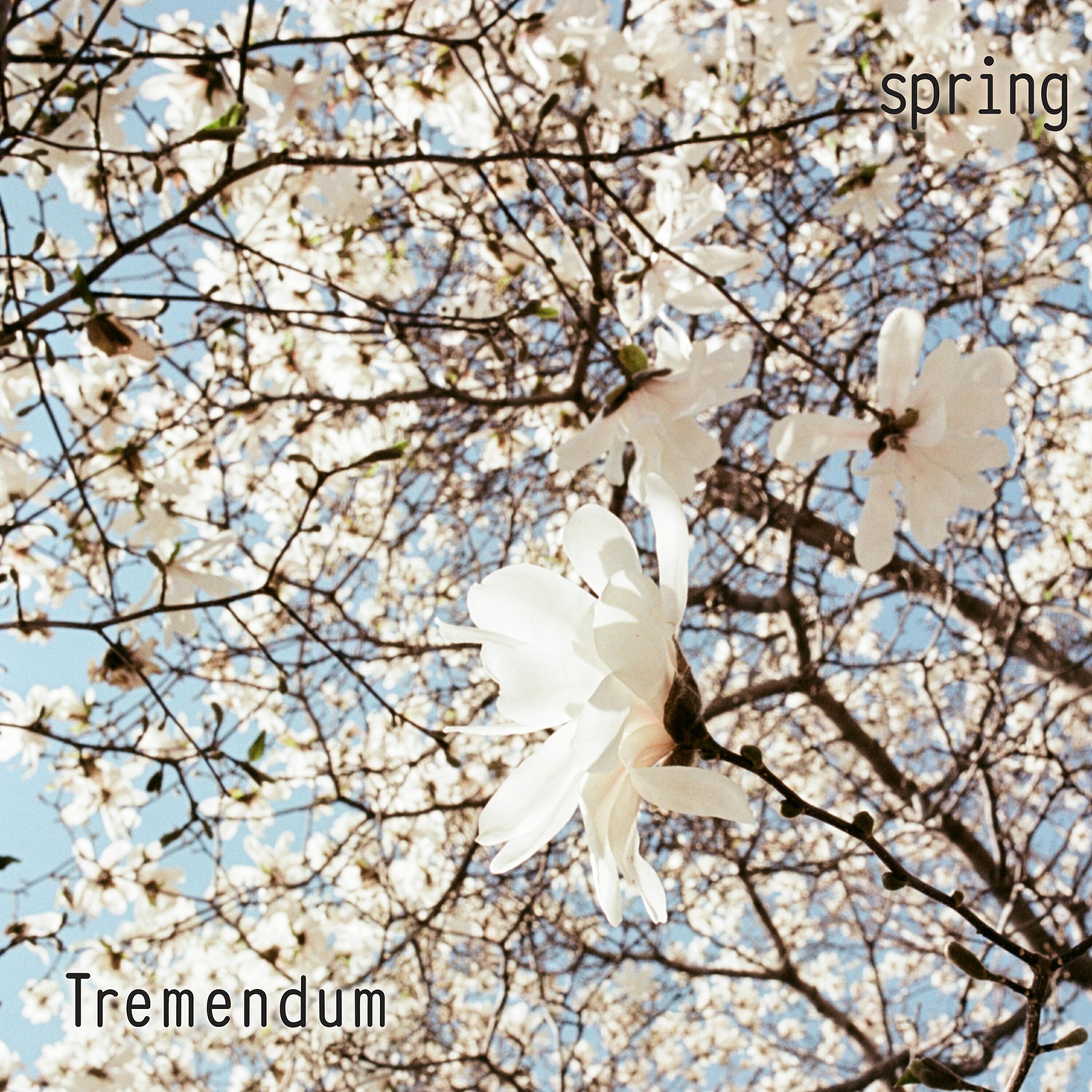 TREMENDUM - Palmtrees