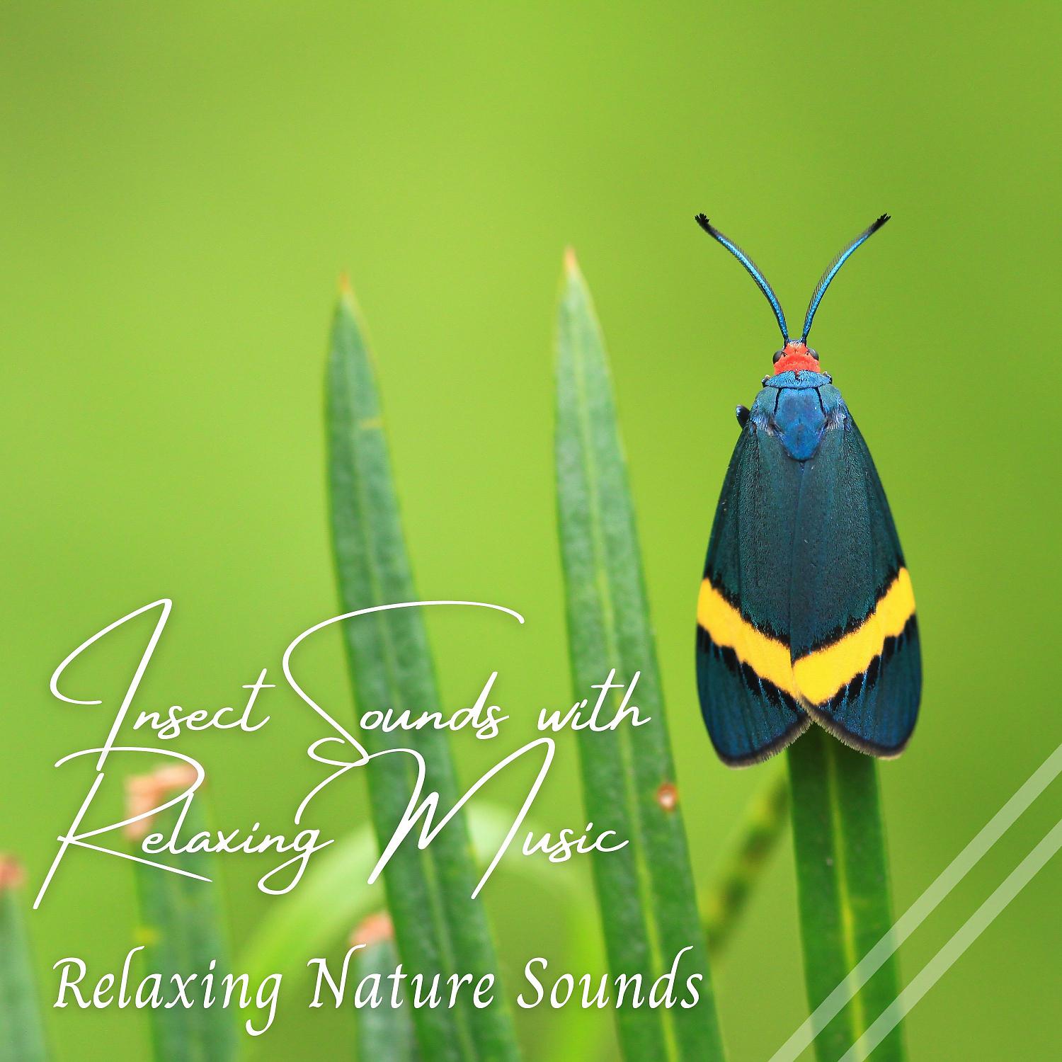 Постер альбома Relaxing Nature Sounds: Insect Sounds with Relaxing Music