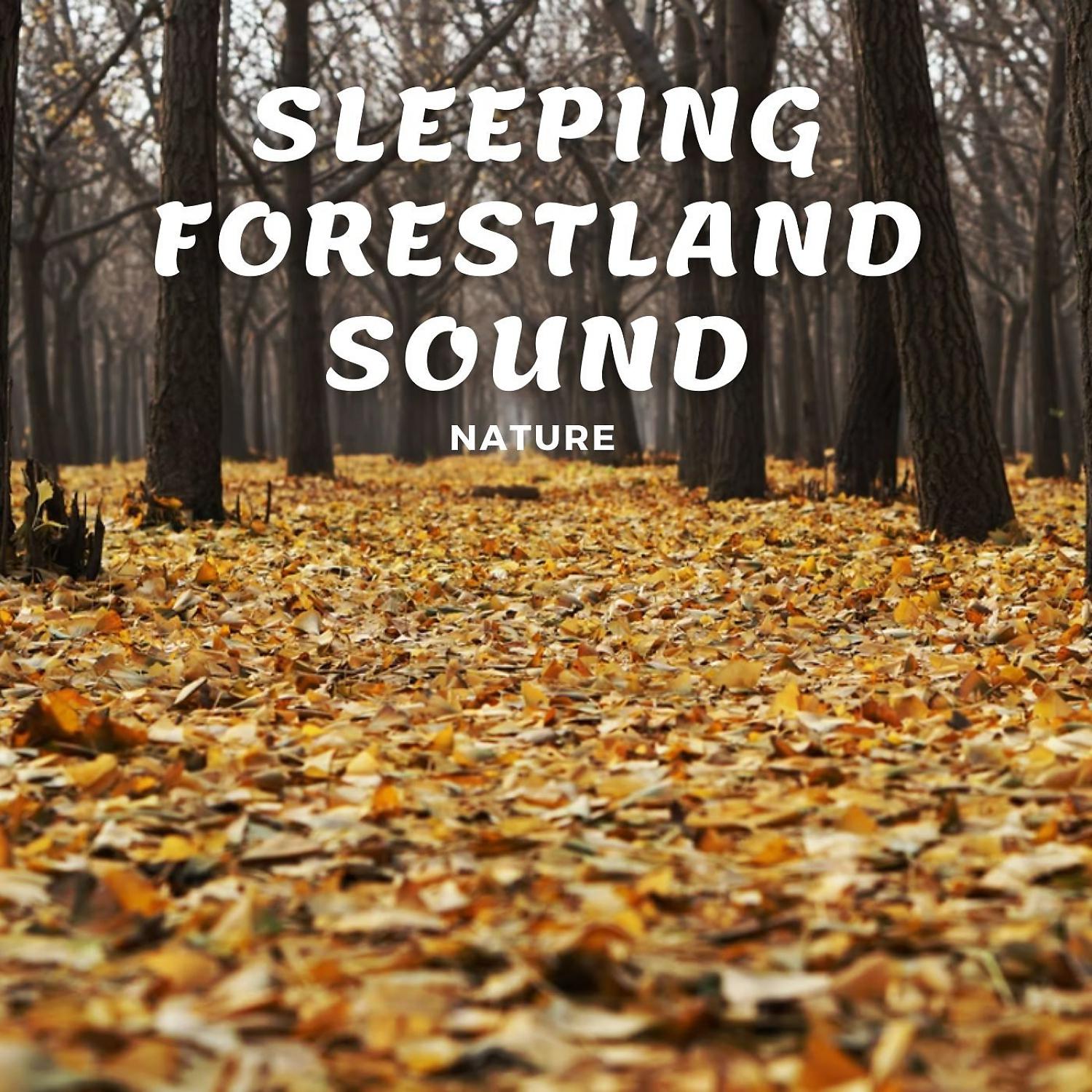 Постер альбома Nature: Sleeping Forestland Sound