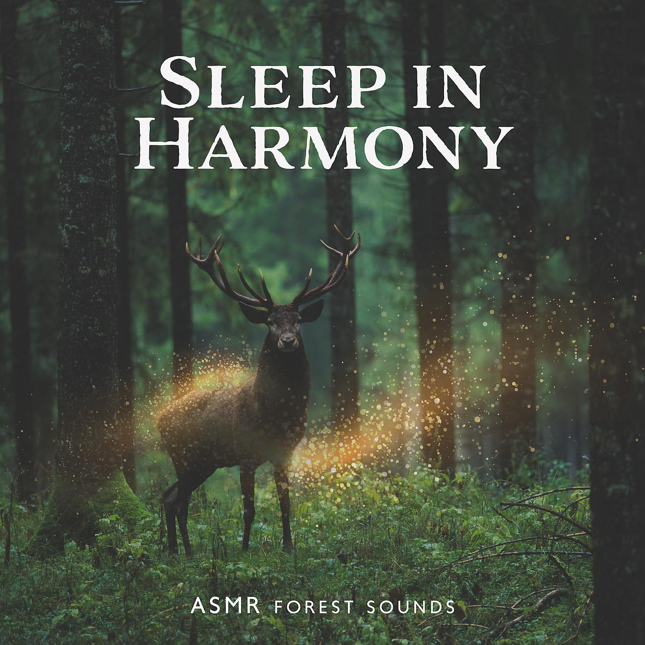 Постер альбома Sleep in Harmony
