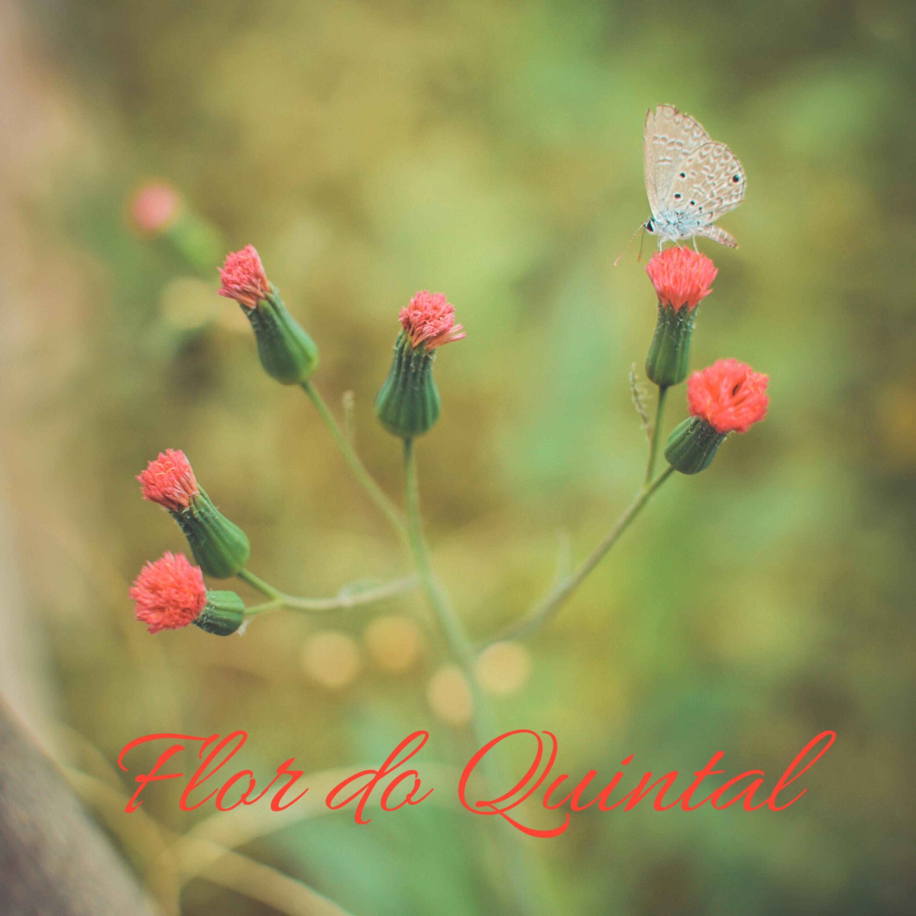 João Esteves - Flor do Quintal