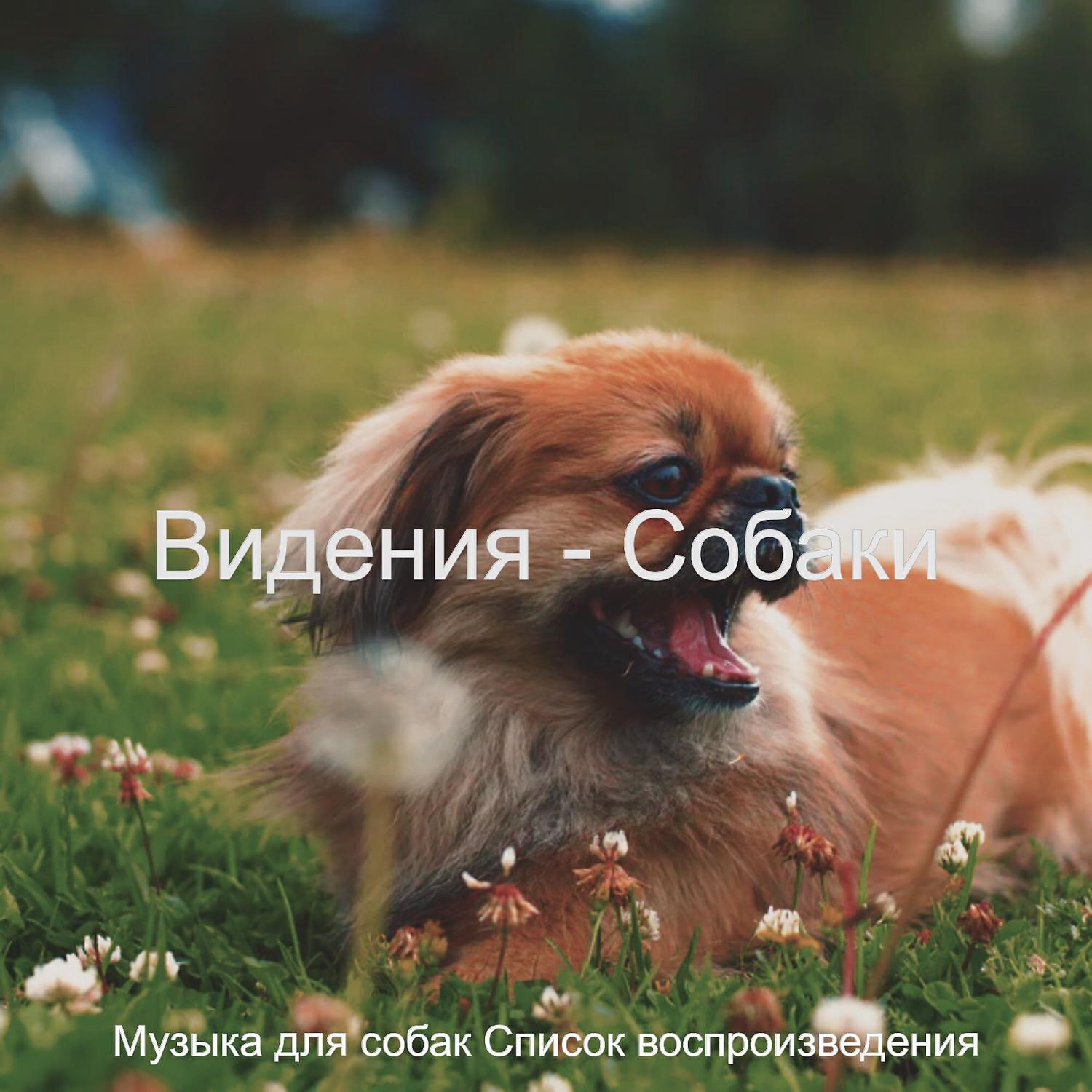 Музыка для собак Список воспроизведения все песни в mp3