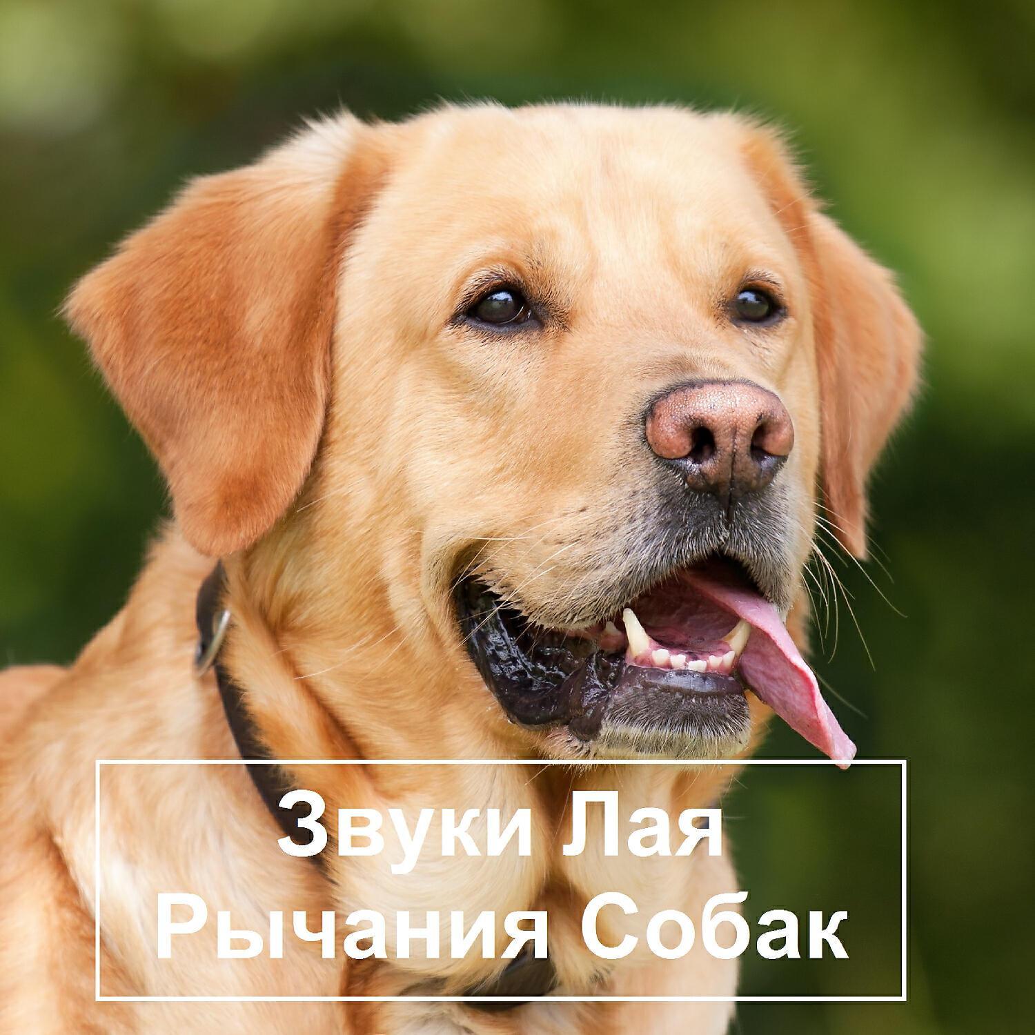 The sound of a dog barking все песни в mp3