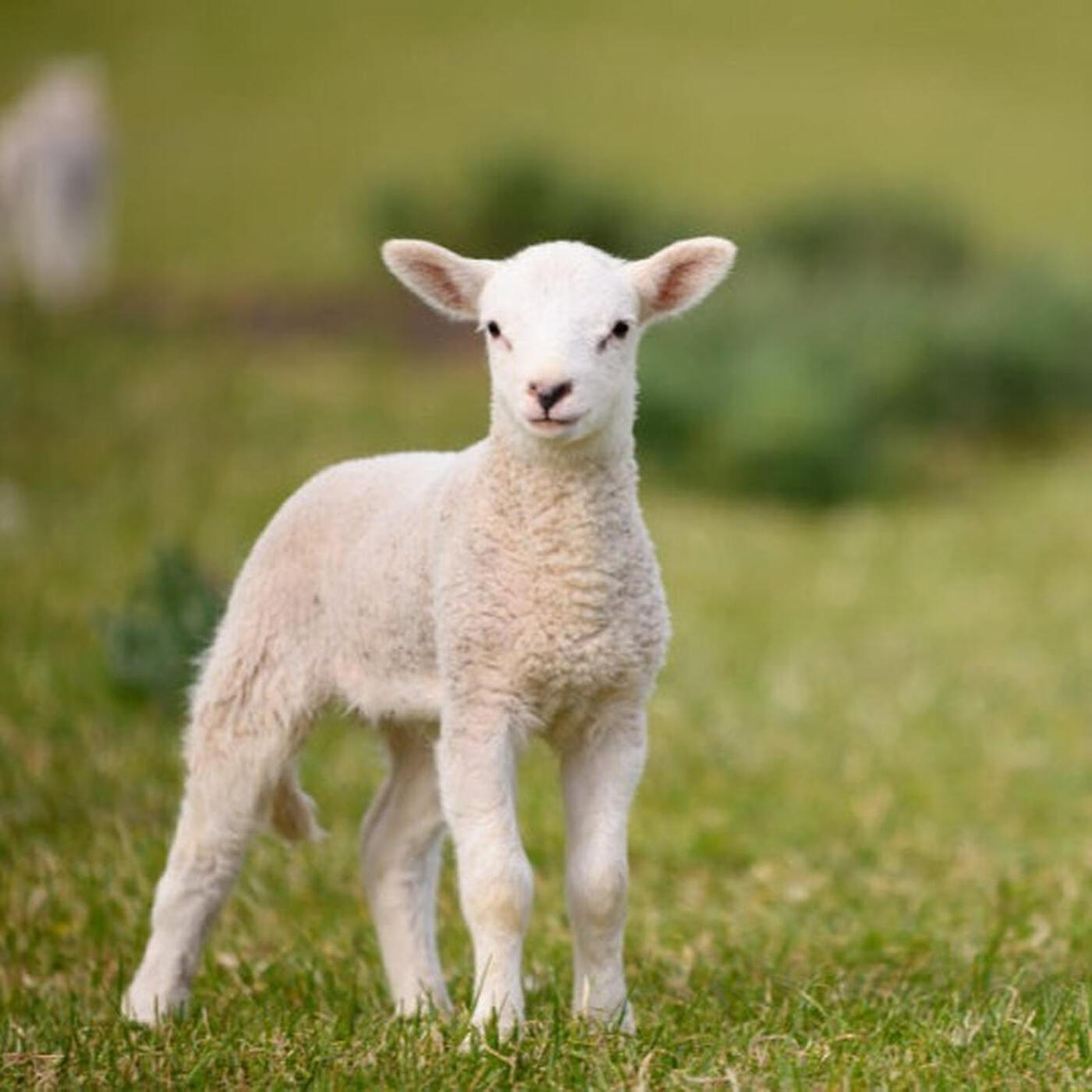 Junior - Protetores da Cidade