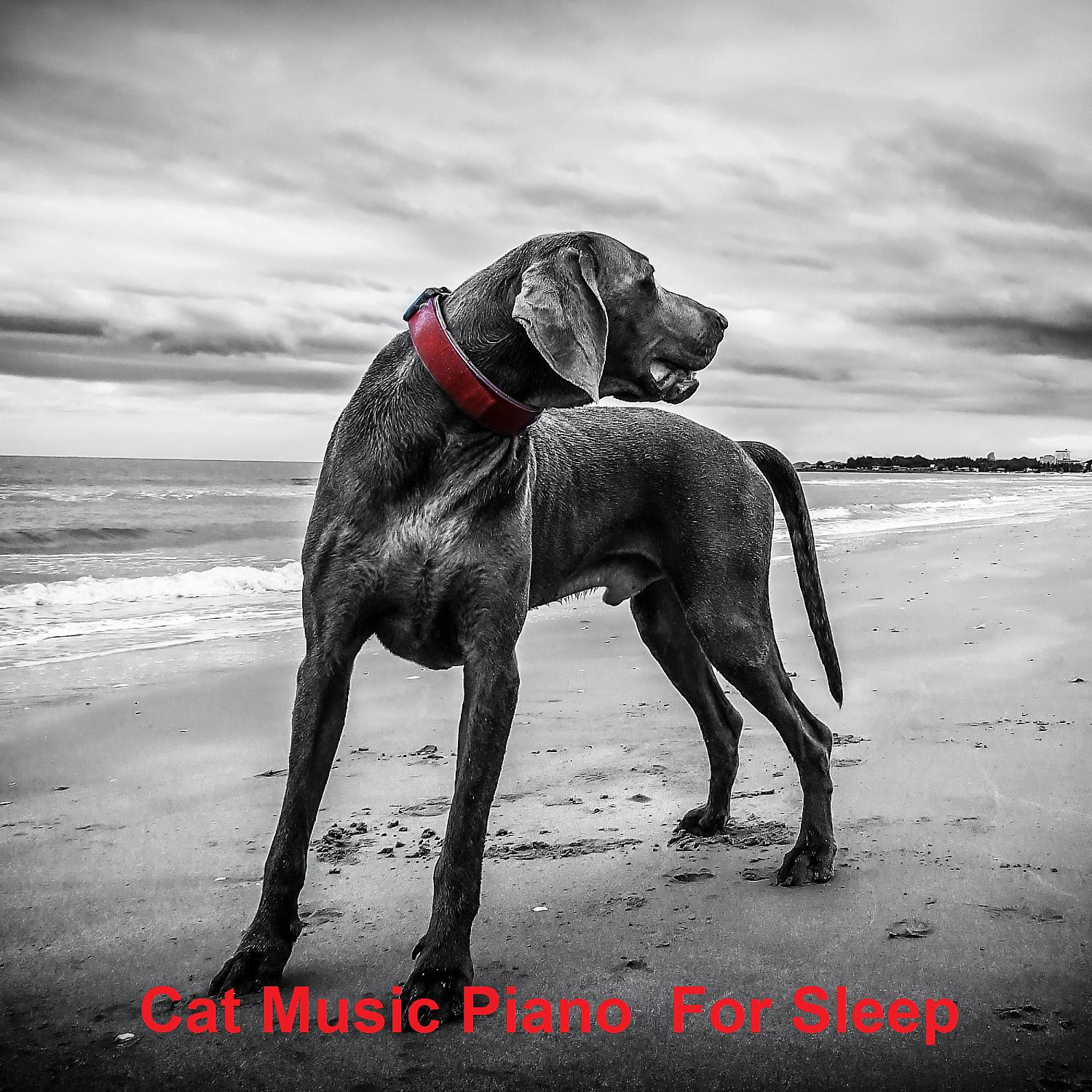 Постер альбома Cat Music Piano  For Sleep