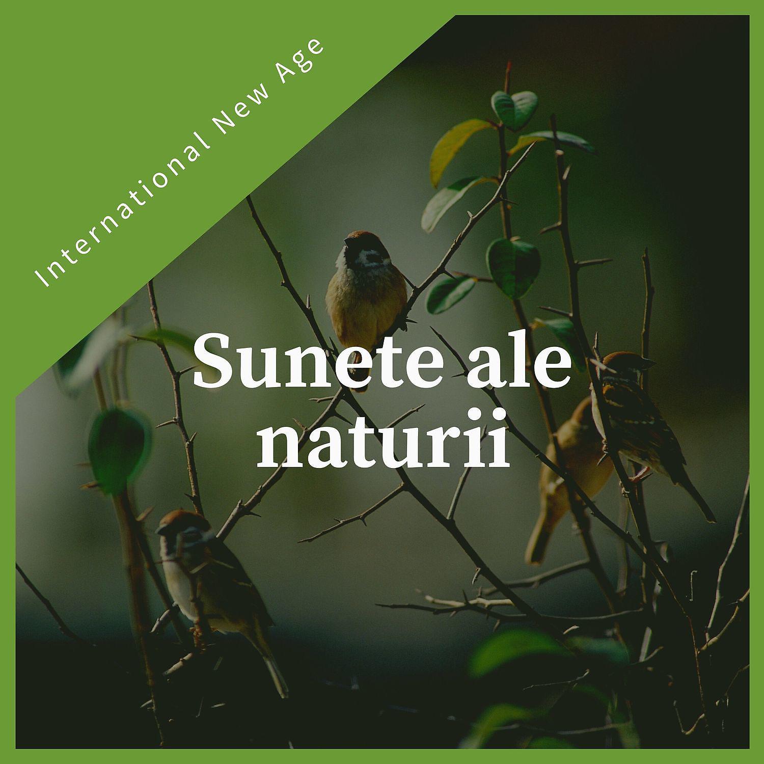 Постер альбома Sunete ale naturii - Muzică calmă new age