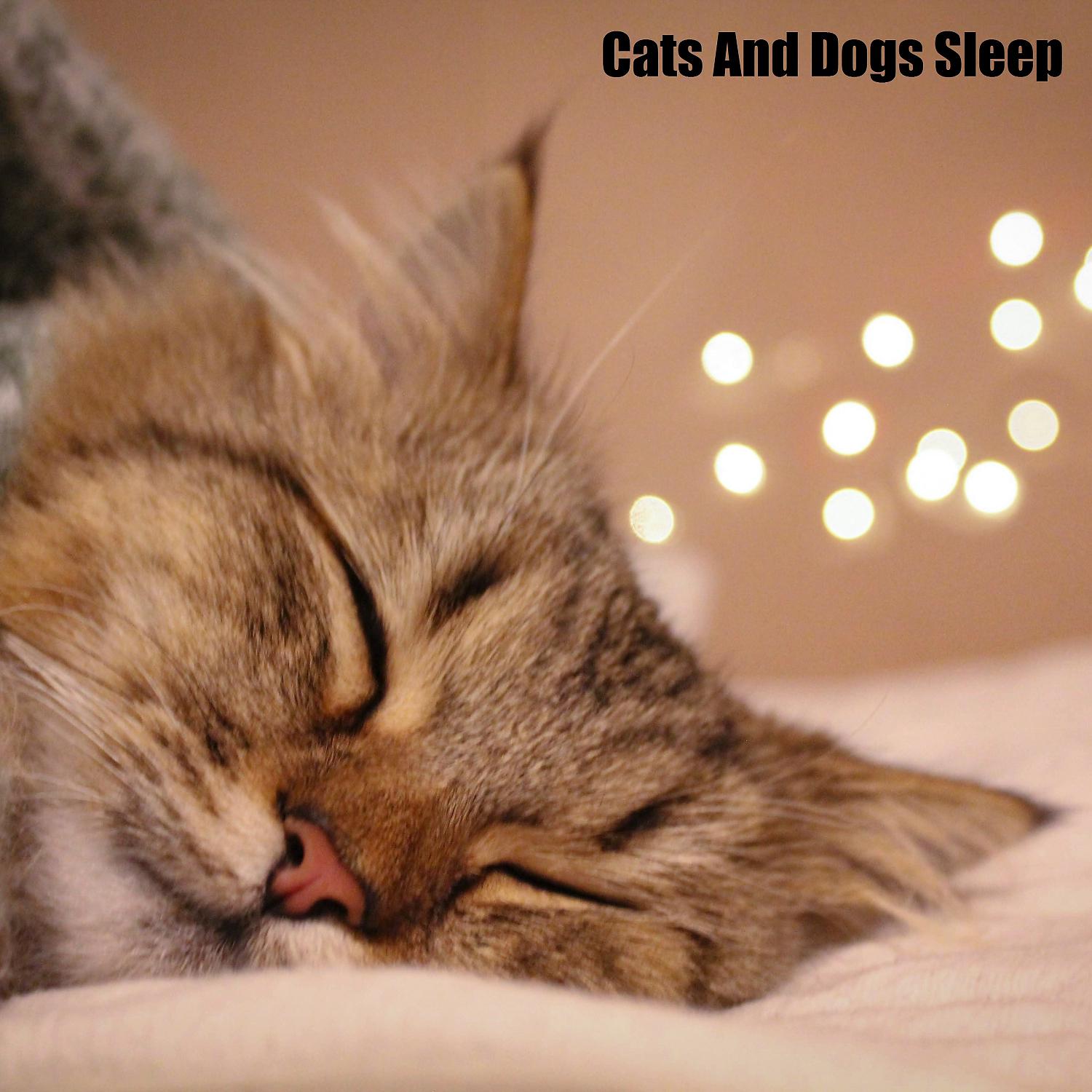 Постер альбома Cats And Dogs Sleep (feat. Music For Cats, World of cat's & Музыка для кошек)