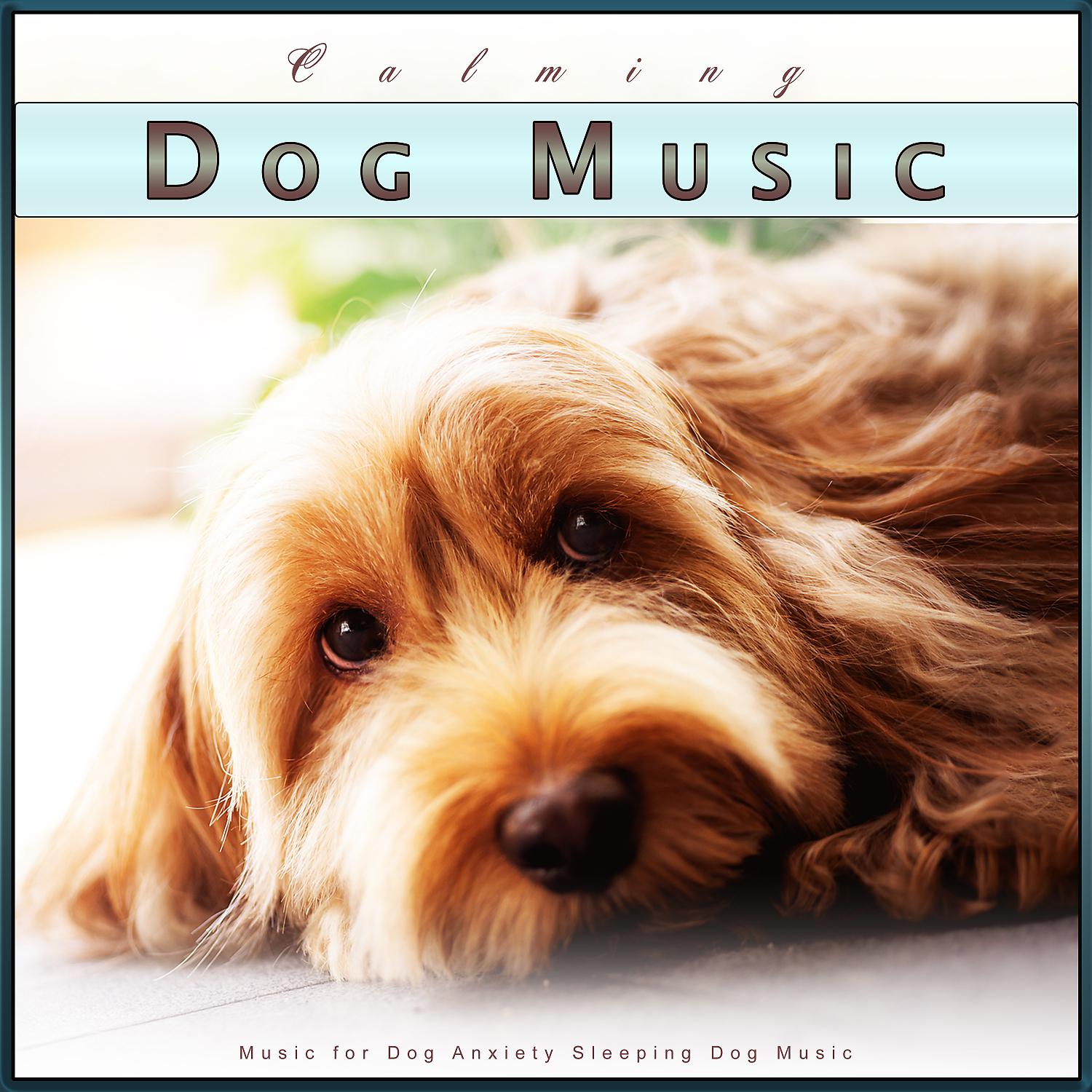 Постер альбома Calming Dog Music: Music for Dog Anxiety Sleeping Dog Music