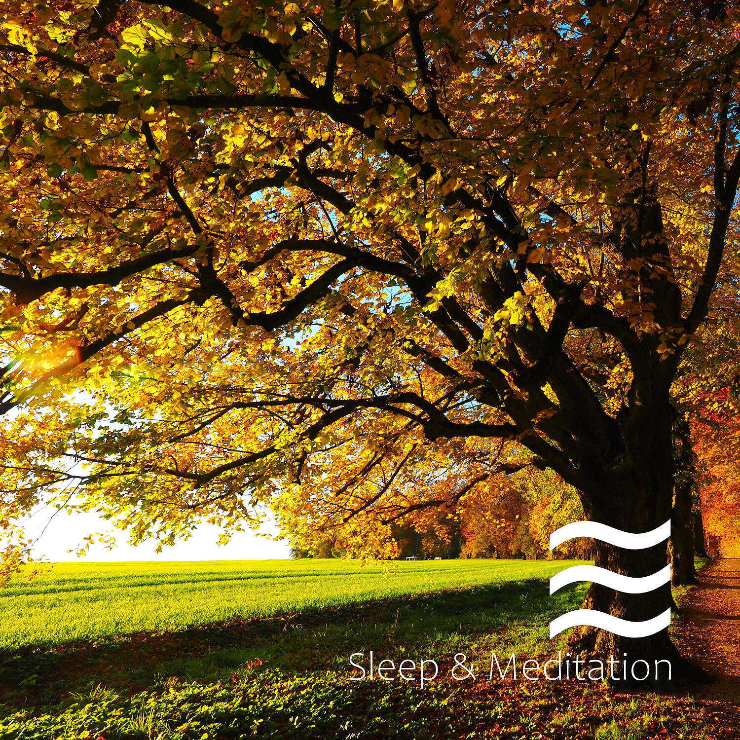 Enjoyable Home Office Relax with Forest and Birds - Enjoyful Forest and Birds for Deep Relax