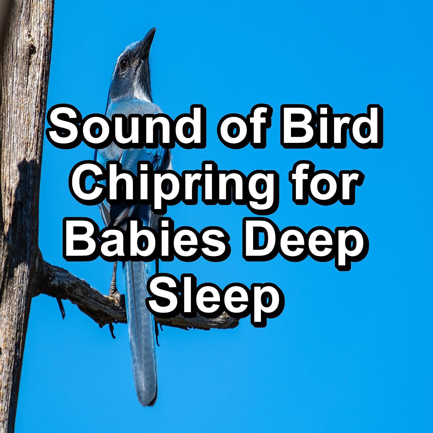 Постер альбома Sound of Bird Chipring for Babies Deep Sleep