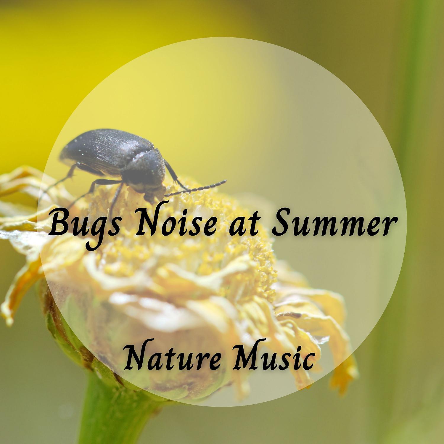 Постер альбома Nature Music: Bugs Noise at Summer