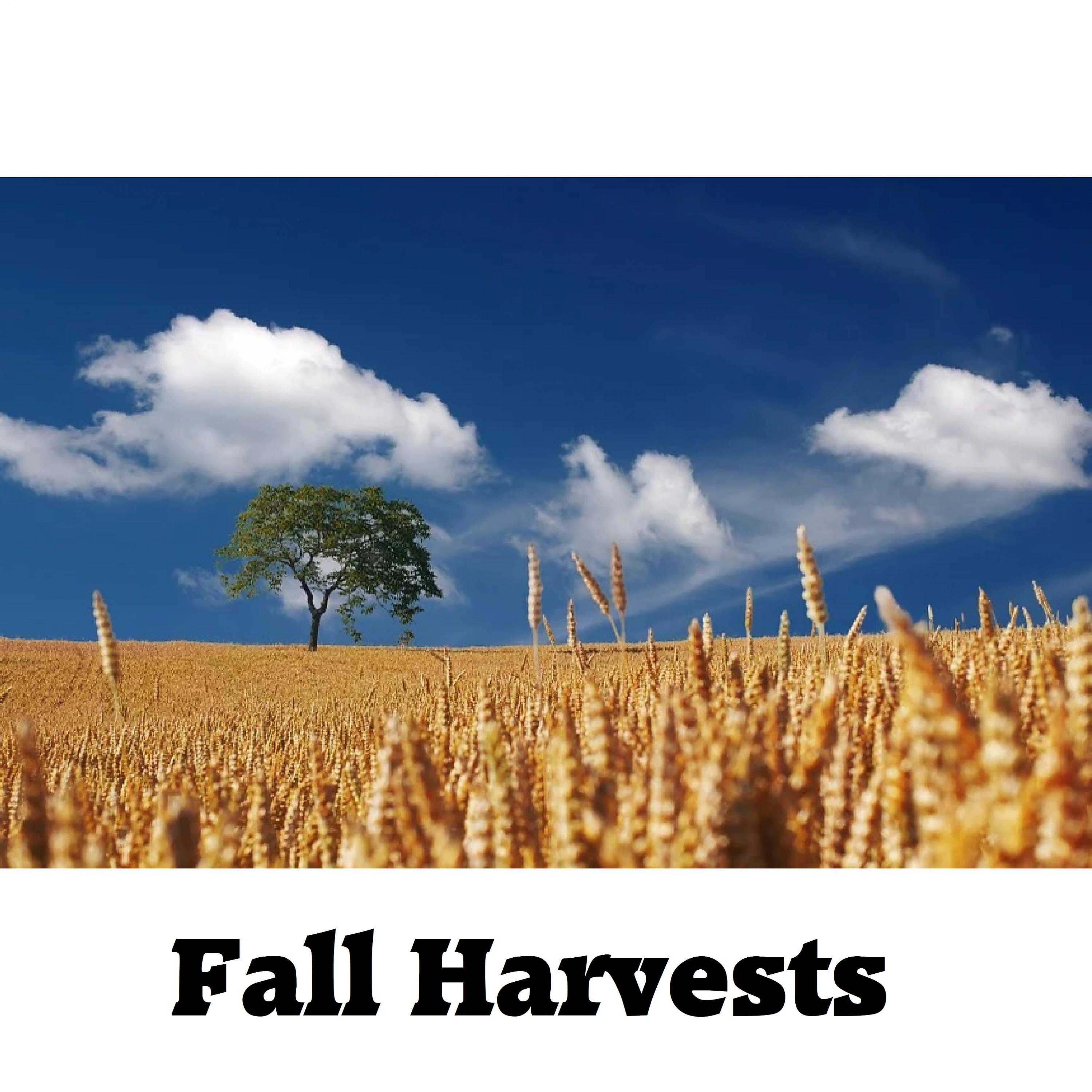 Постер альбома Fall Harvests