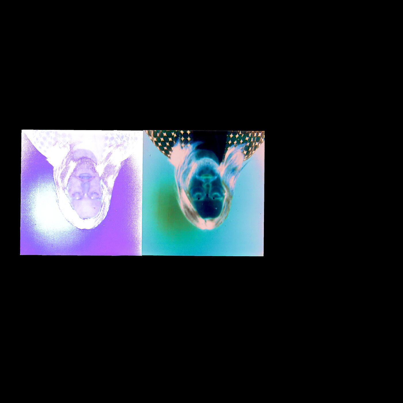 Askjell - atomic bombs atomic bonds i love you