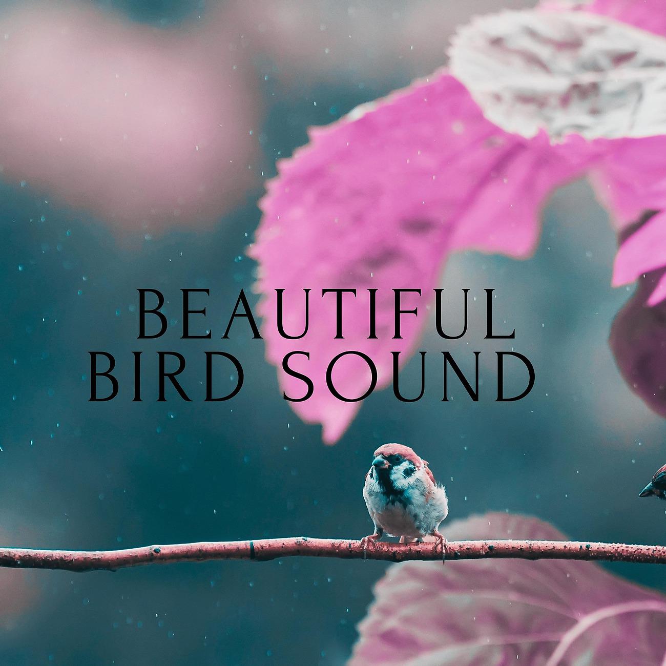 Постер альбома Beautiful Bird Sound