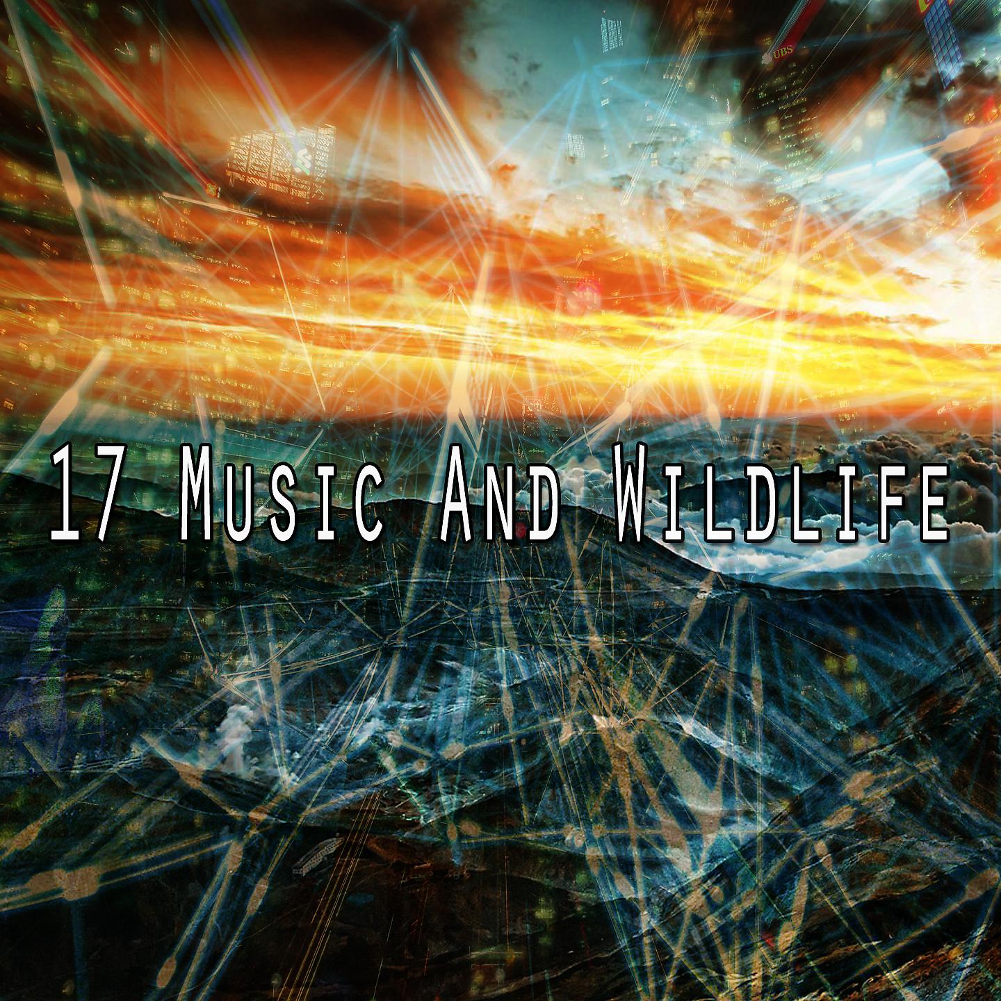 Постер альбома 17 Музыка и дикая природа