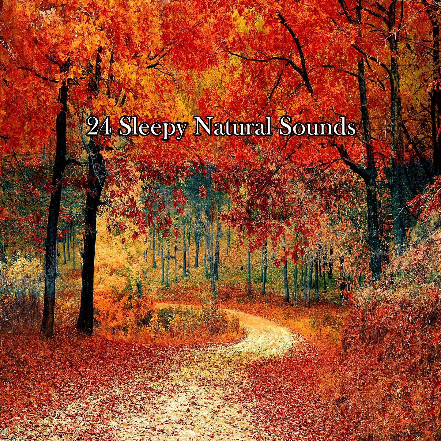 Постер альбома 24 сонных природных звука