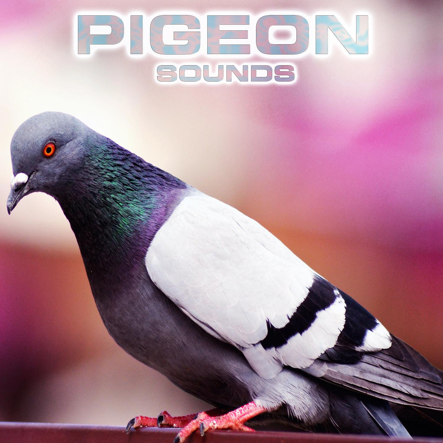 Постер альбома Pigeon Sounds (feat. National Geographic Soundscapes, Soothing Sounds, Nature Sounds New Age, Relaxing Nature Sound & White Noise Sounds For Sleep)