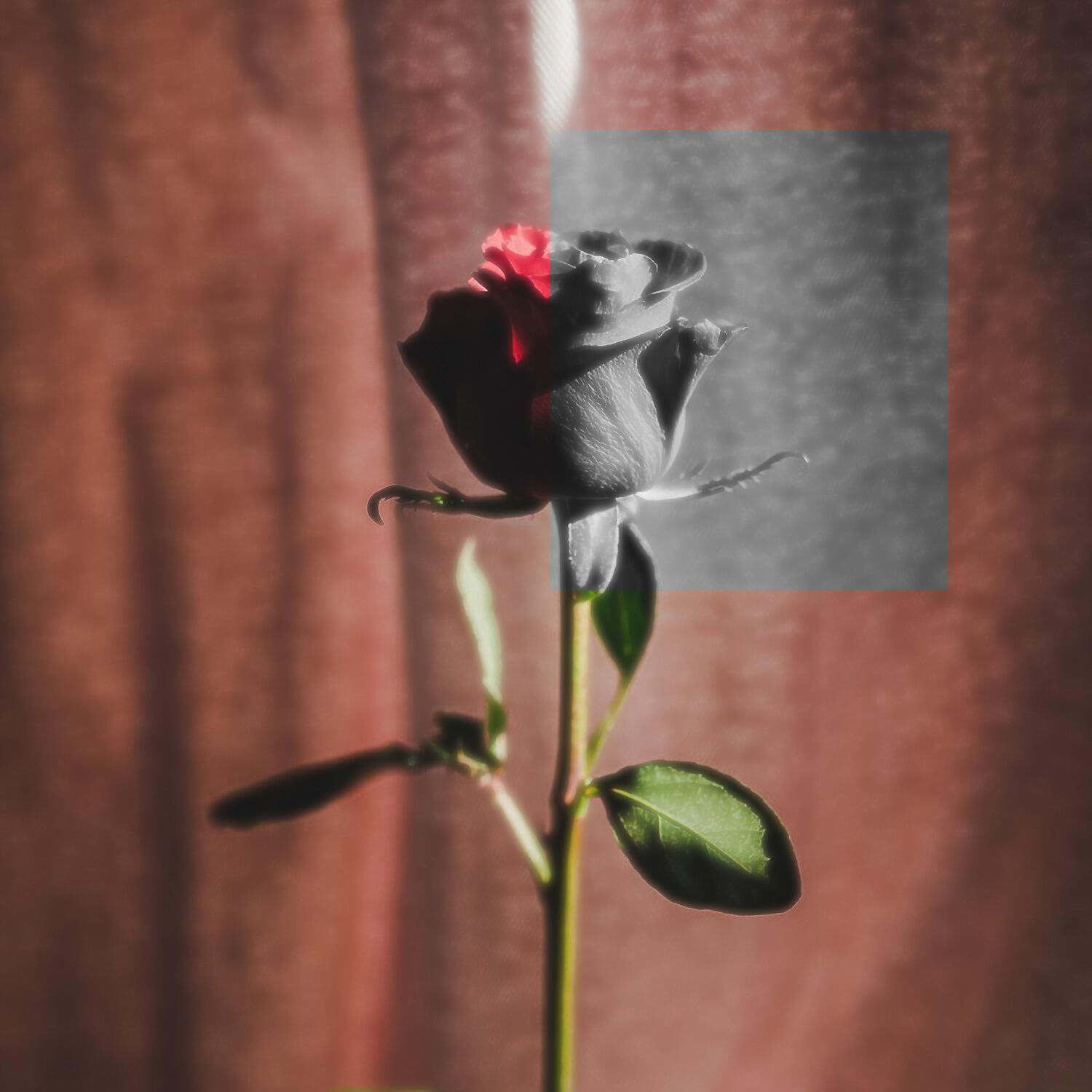Lil Ngabs - as sharp as rose's thorns